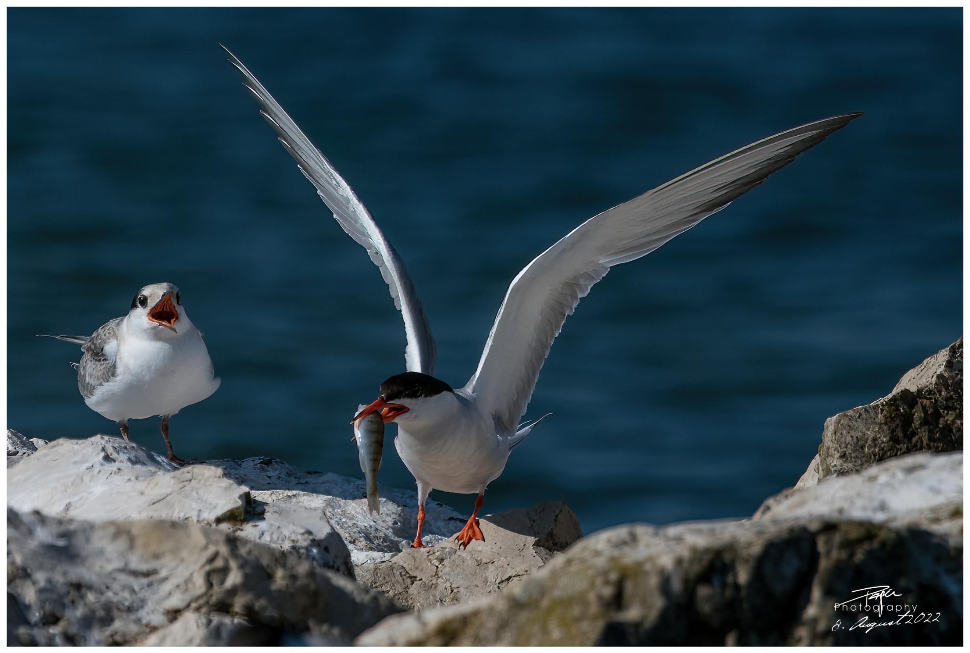 08.08.2022 - Seeschwalbe