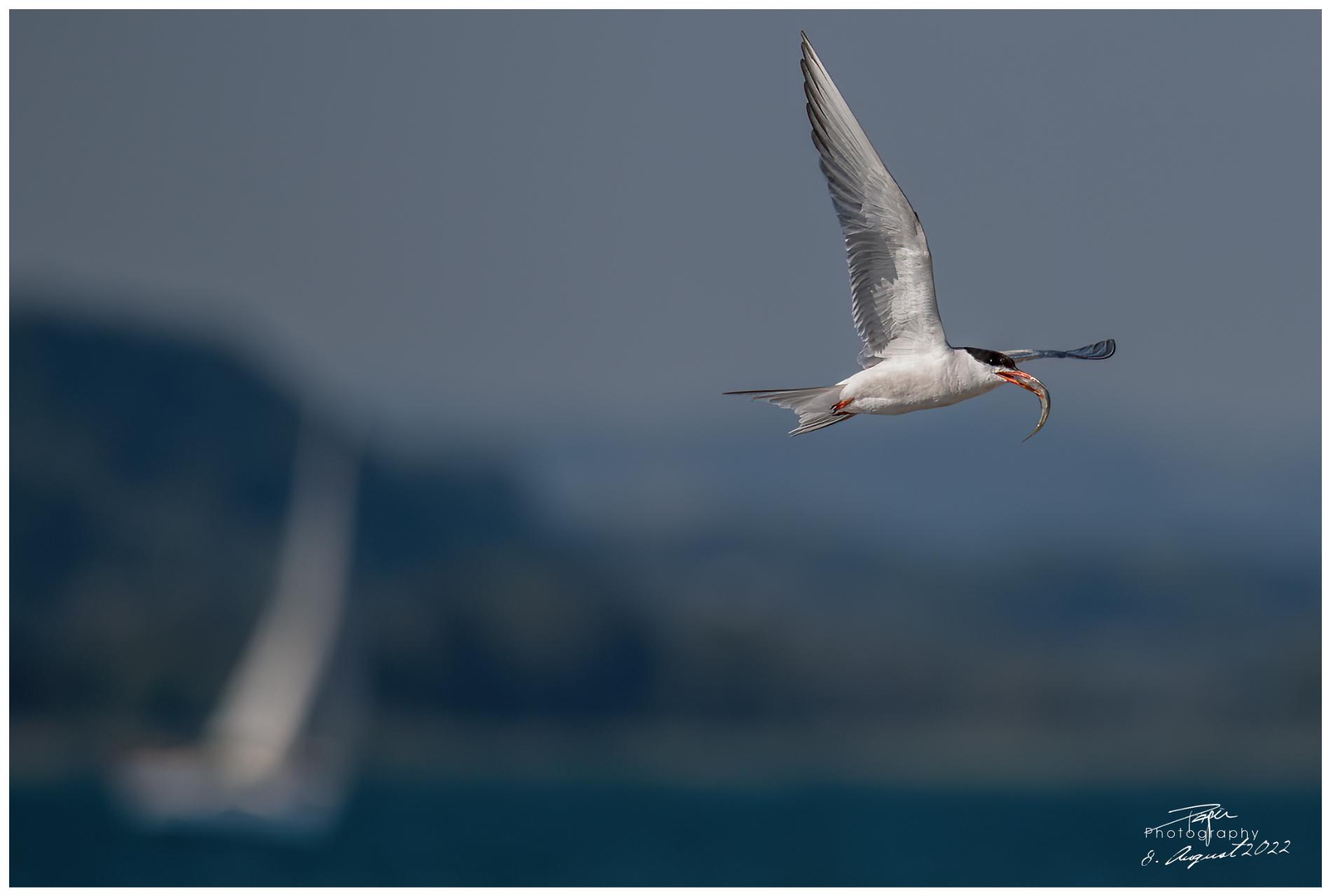 08.08.2022 - Seeschwalbe