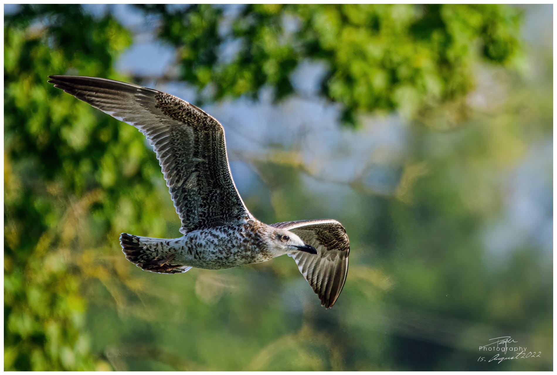 15.08.2022 - Möwe