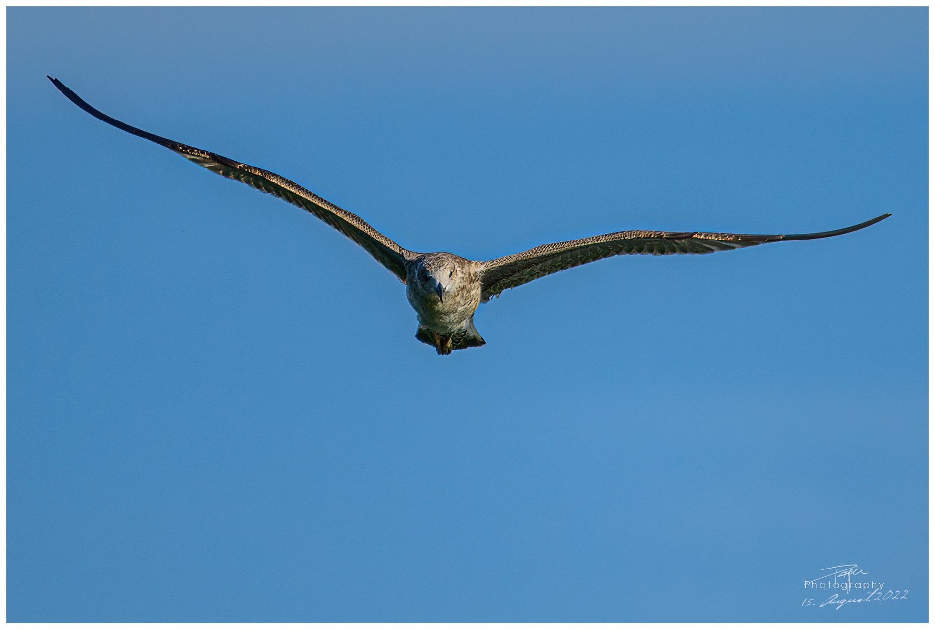 15.08.2022 - Möwe