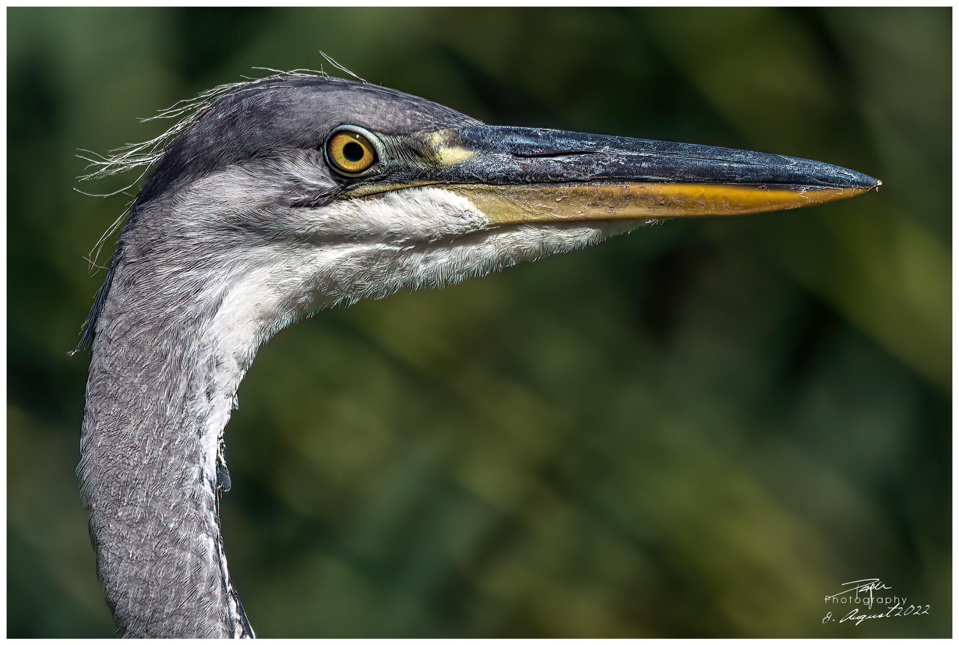 08.08.2022 - Fischreiher/Graureiher