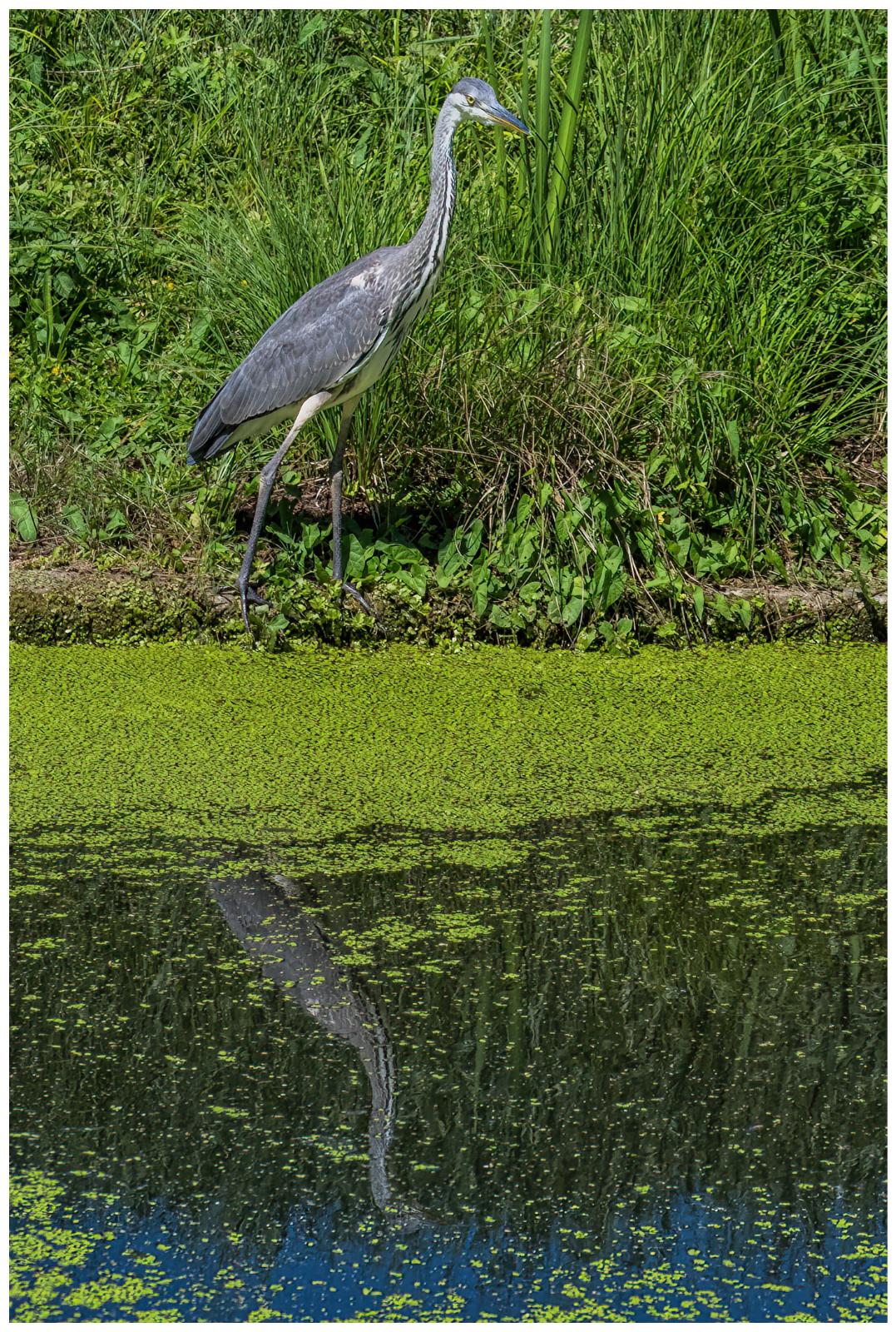 08.08.2022 - Fischreiher/Graureiher
