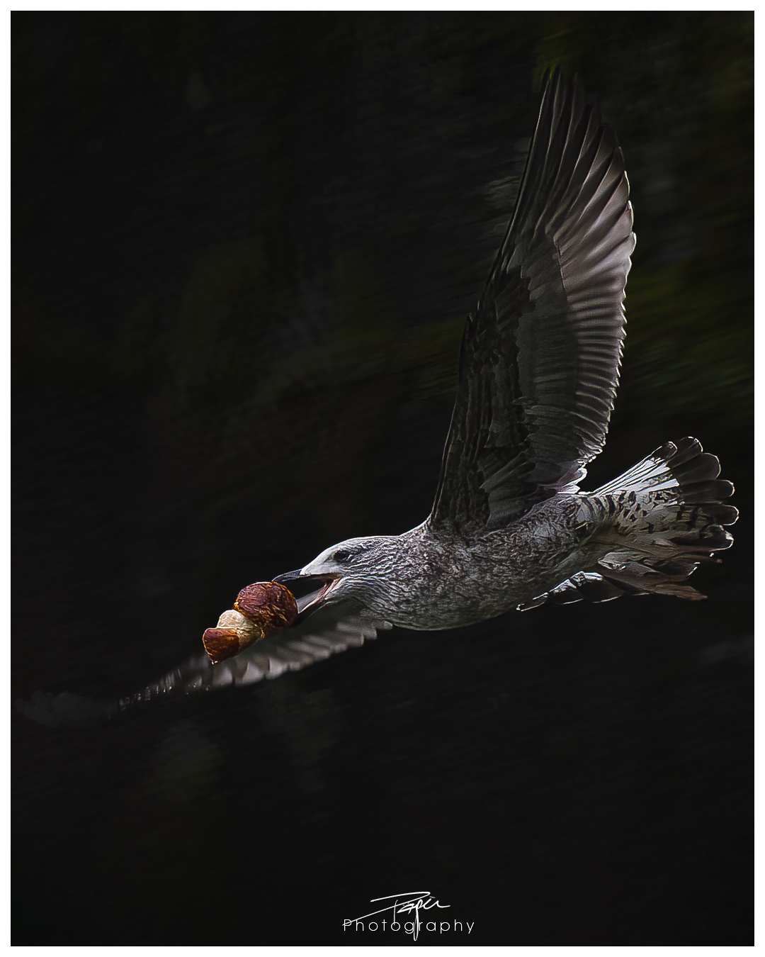 09.11.2022 - Möwe / Croissants