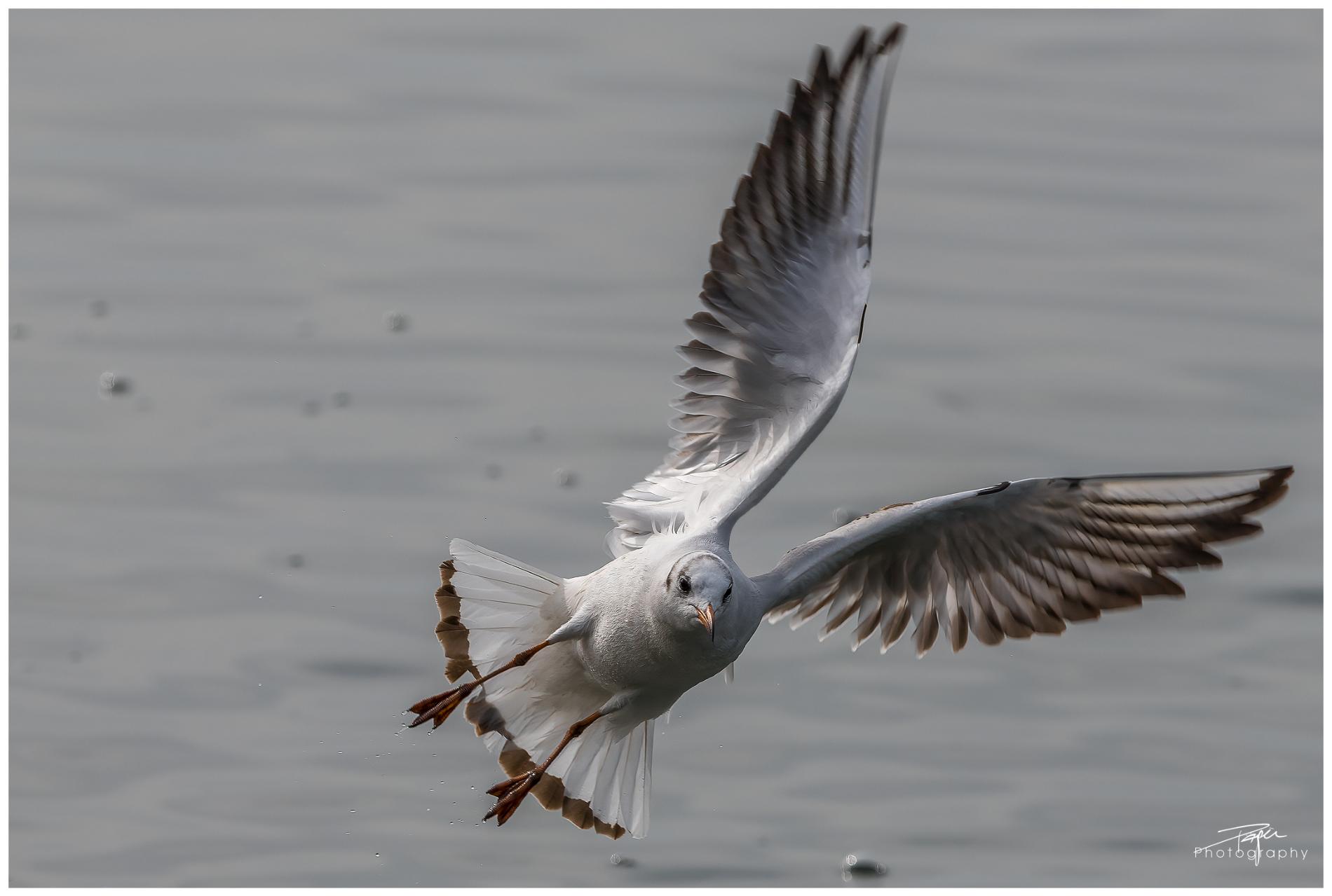 02.03.2022 - Lachmöwe