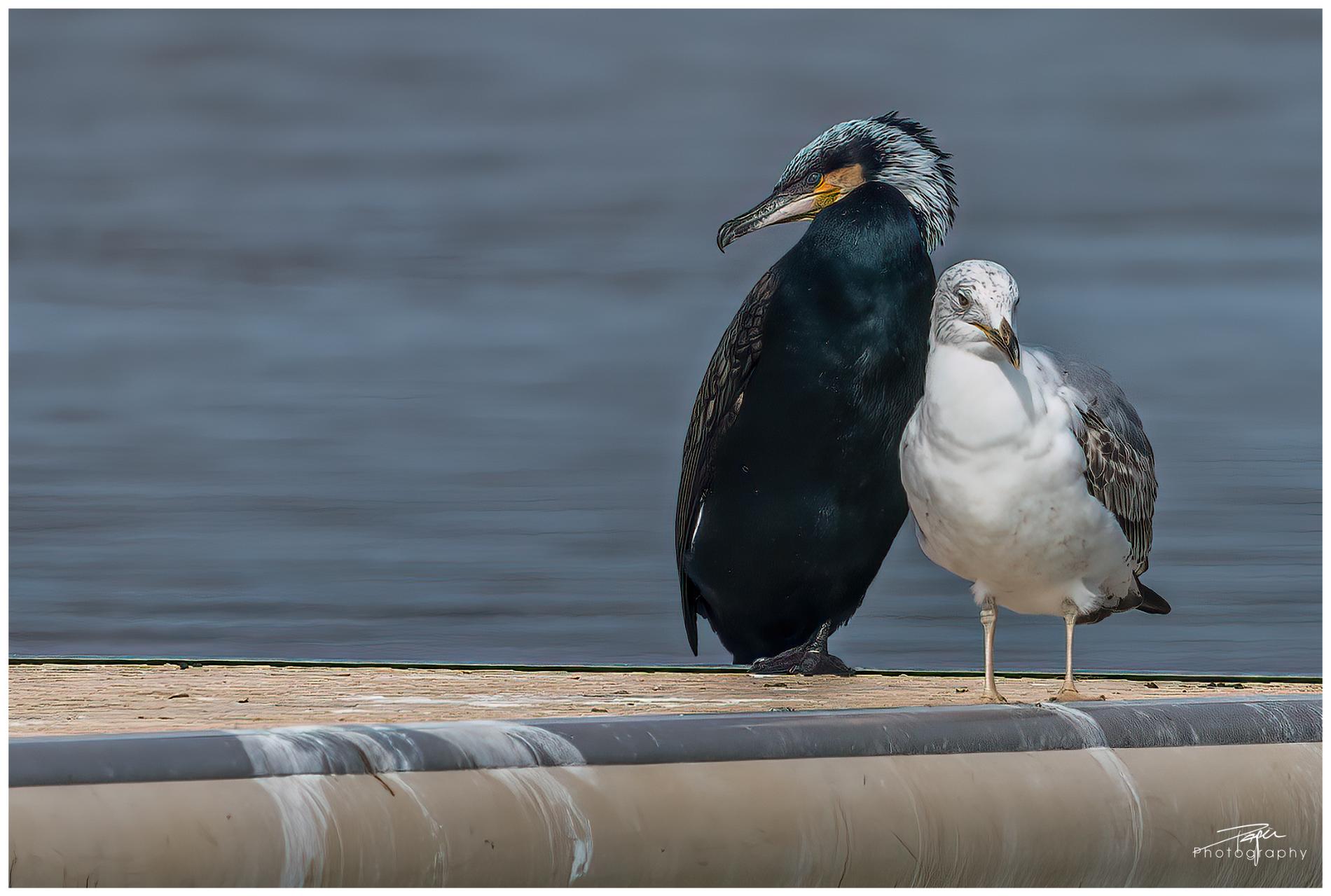 02.03.2022 - "DIE SCHÖNE UND DAS BIEST"