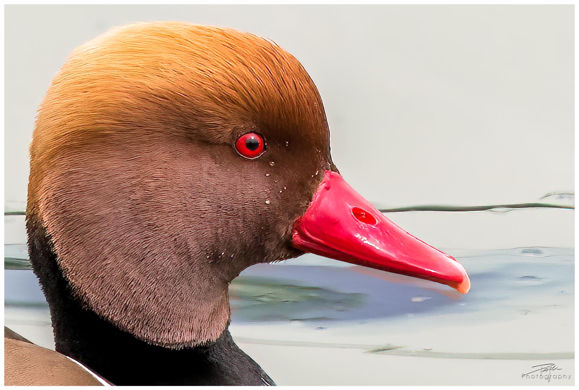 15.03.2022 - "Portraits"