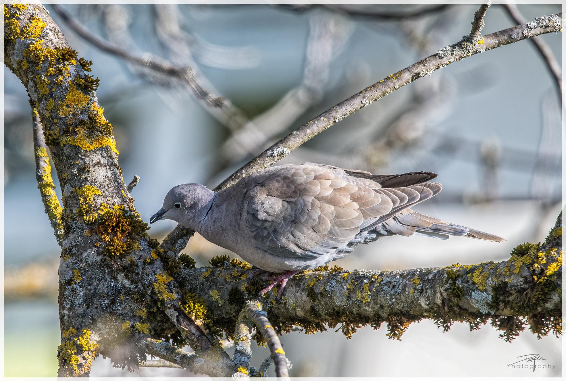 16.04.2022 - Türkentaube