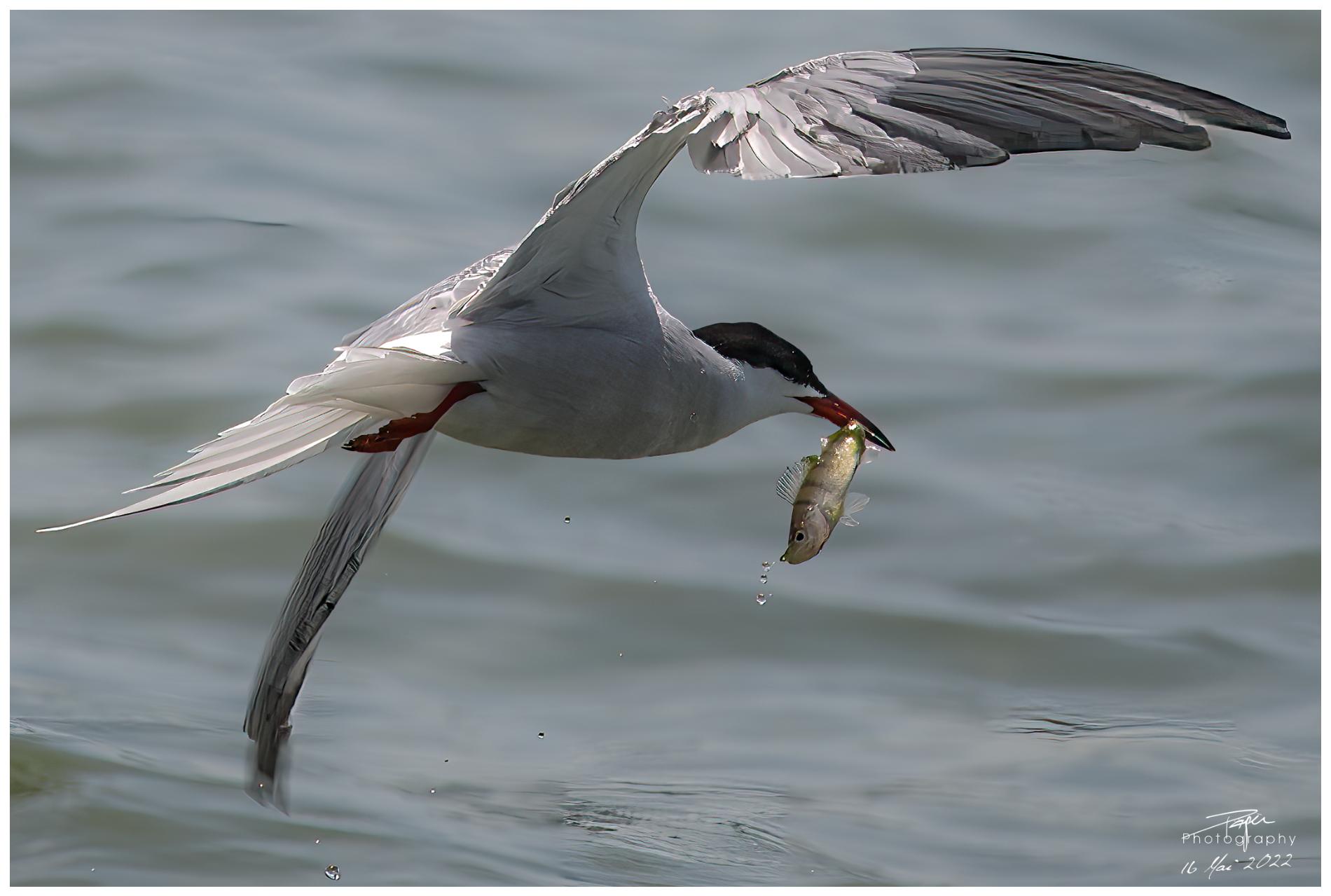 16.05.2022 - Flussseeschwalbe