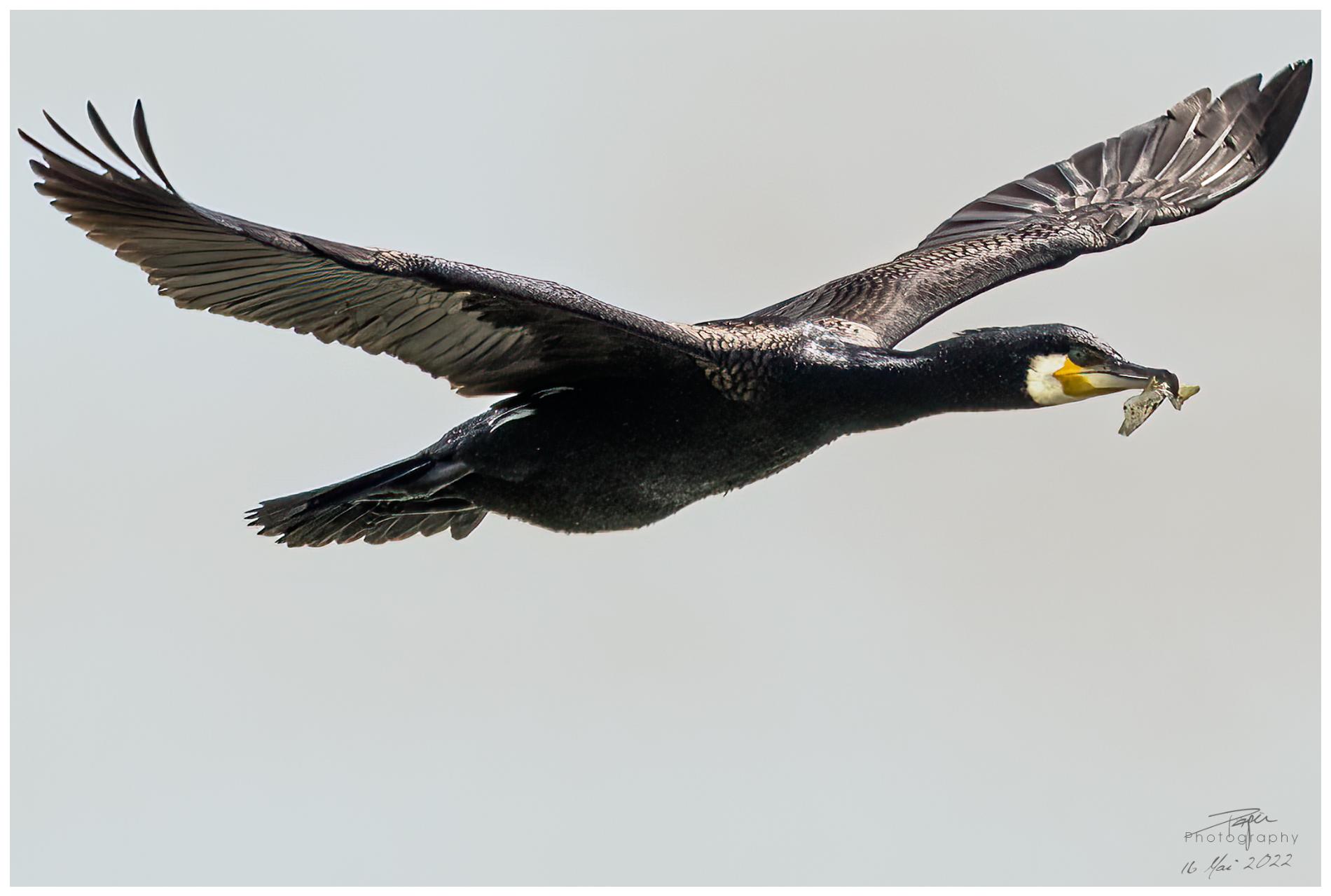 16.05.2022 - Kormoran