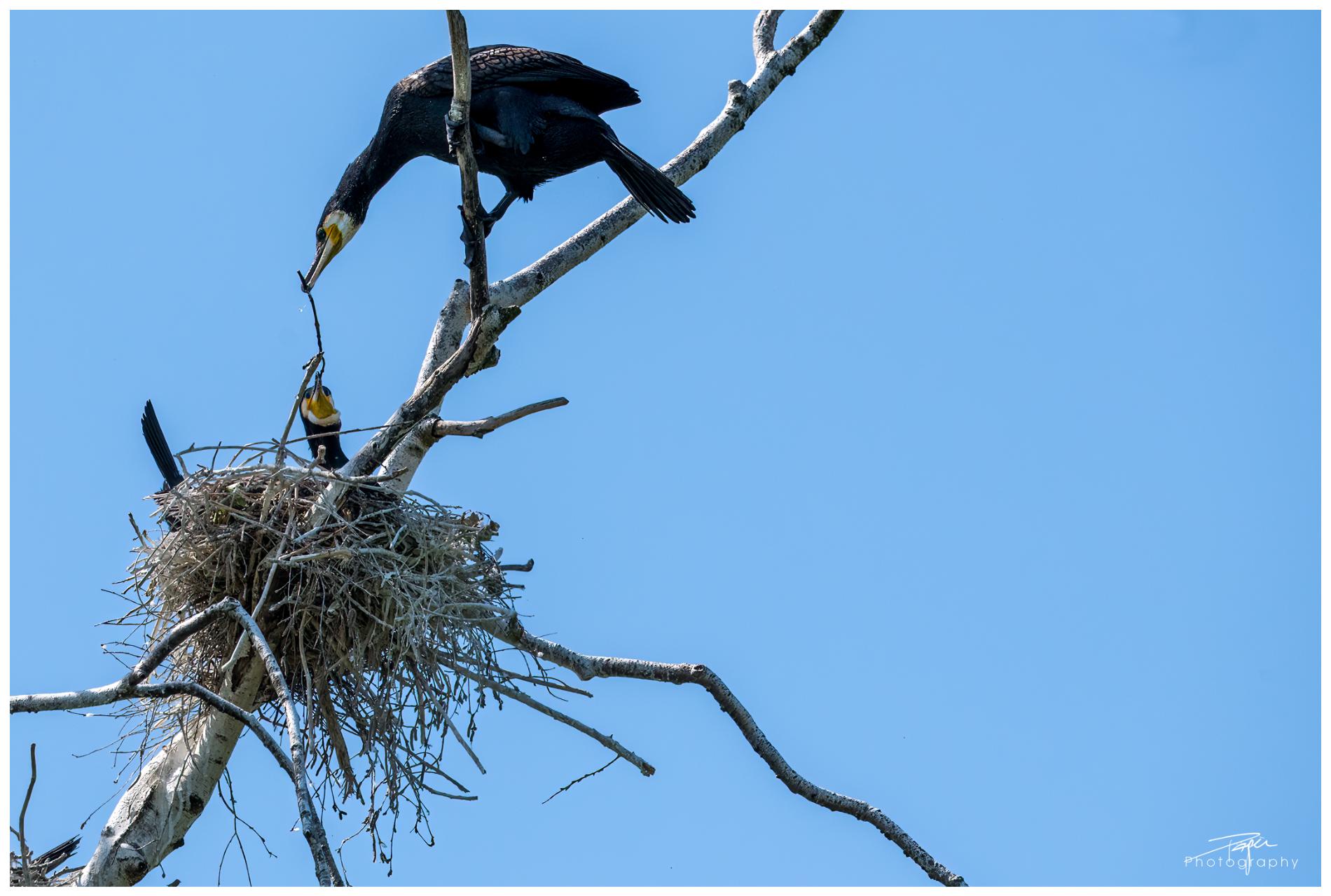 16.05.2022 - Kormoran