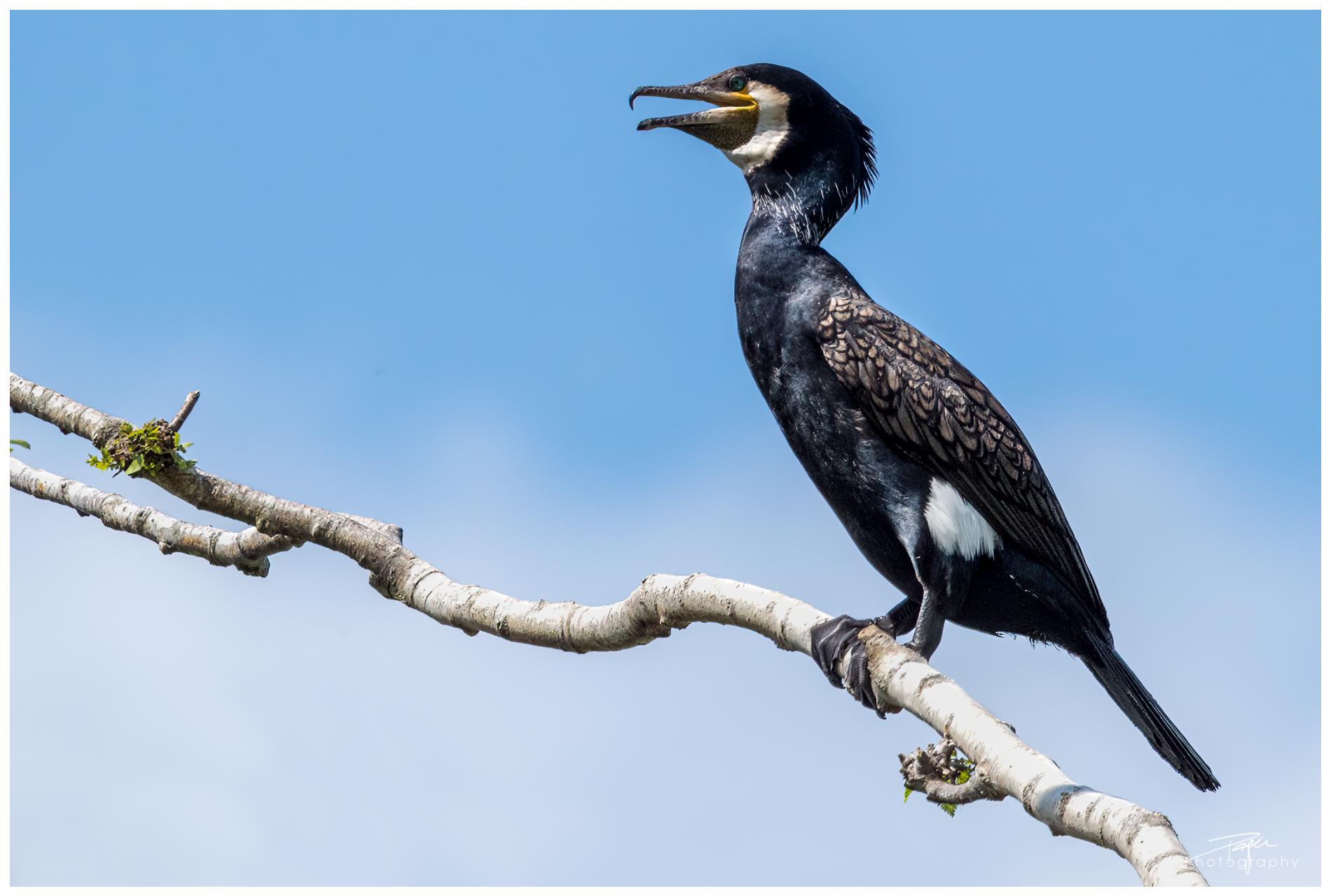 16.05.2022 - Kormoran