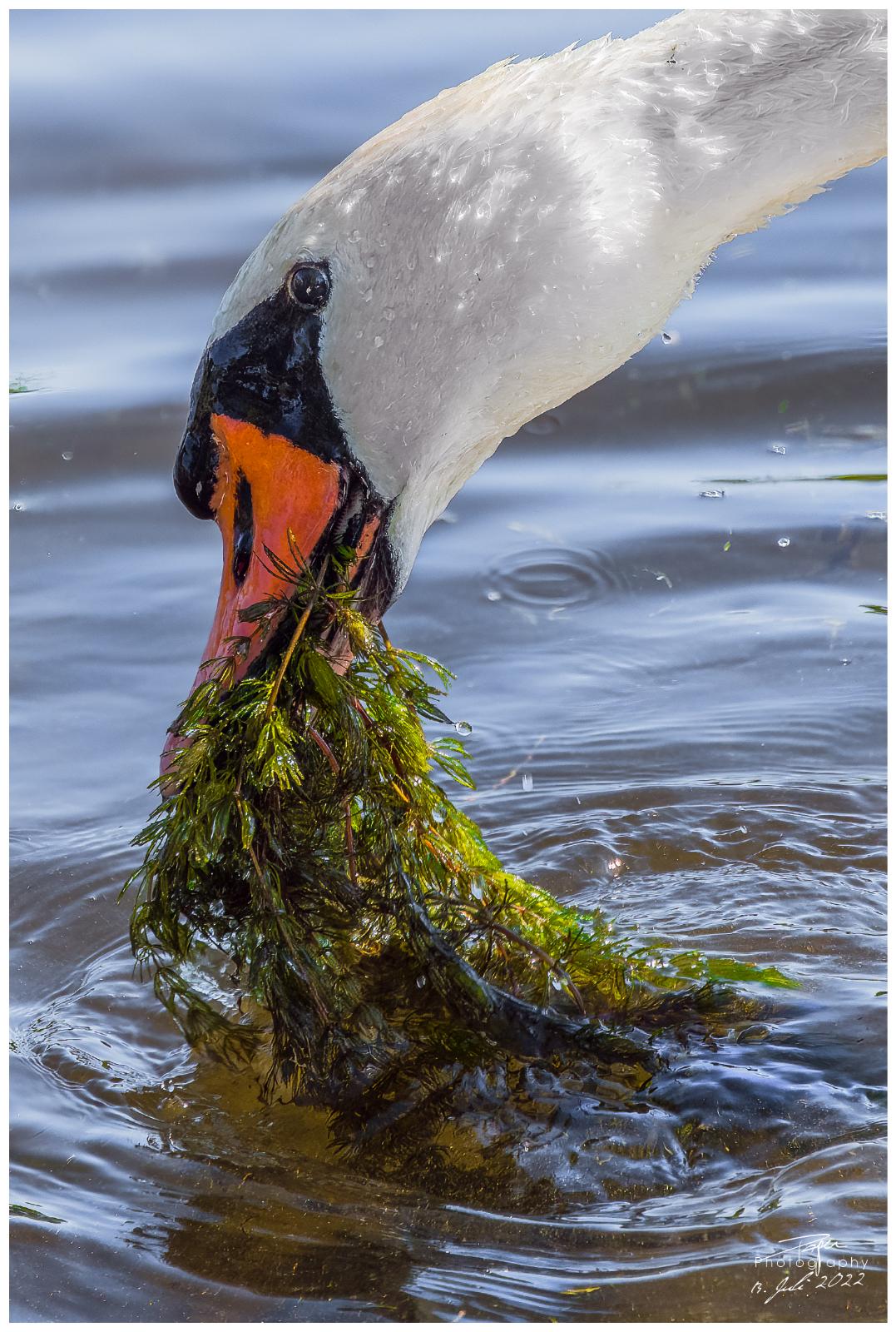 19.07.2022 - Düdinger-Moos