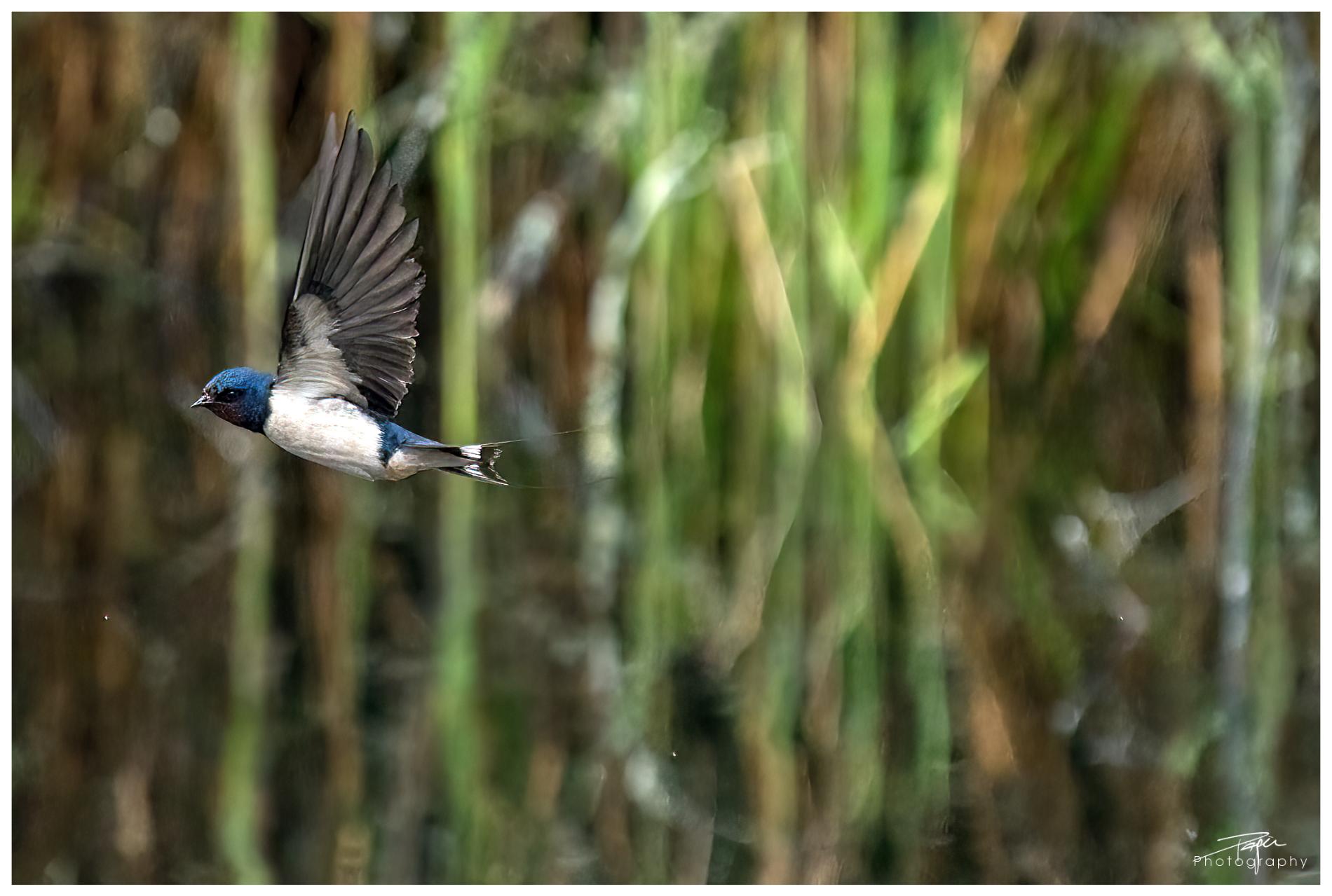 25.04.2022 - Schwalbe