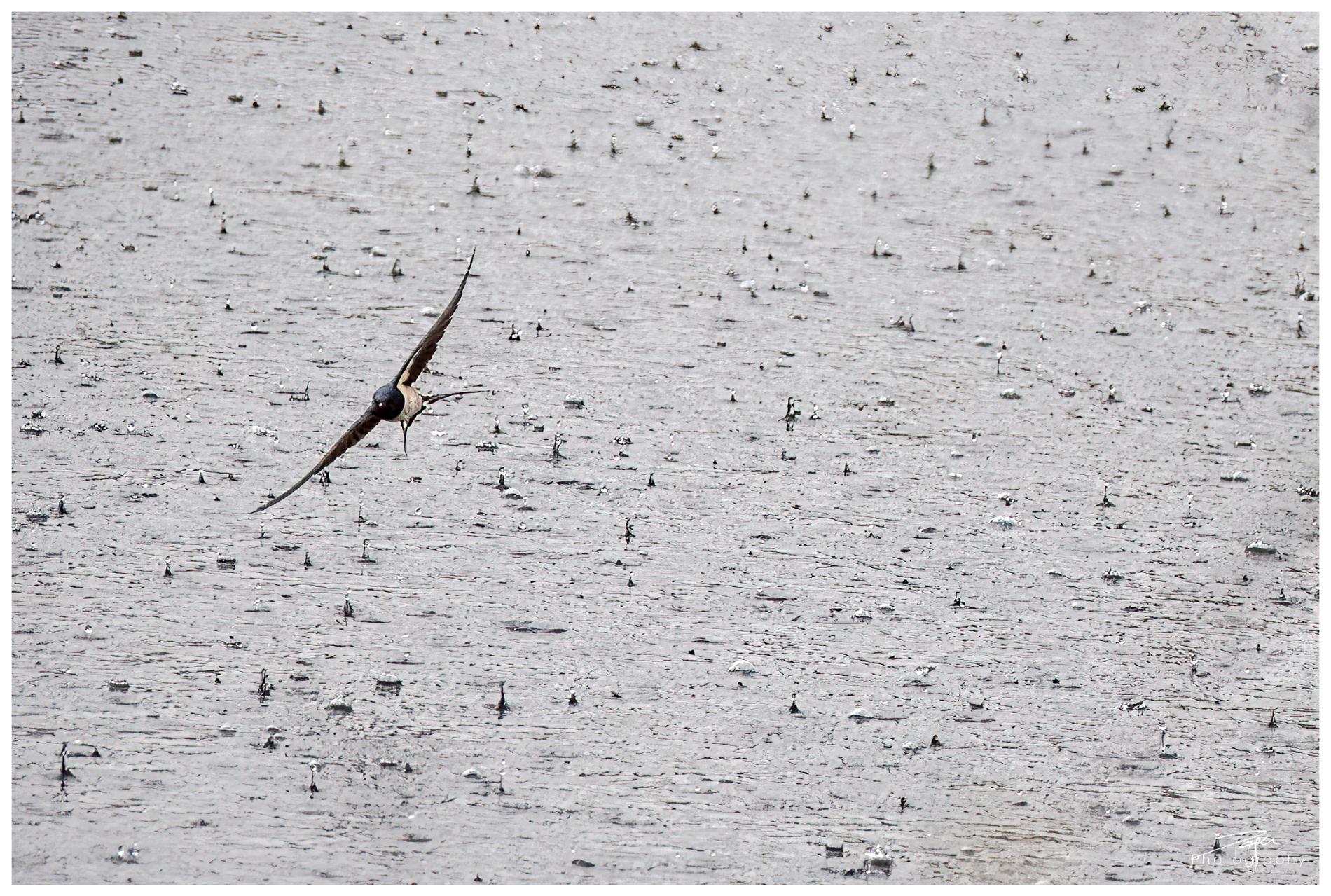 25.04.2022 - Schwalbe