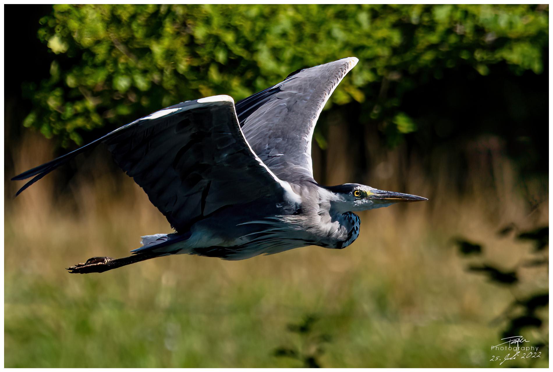 25.07.2022 - Fischreiher/Graureiher