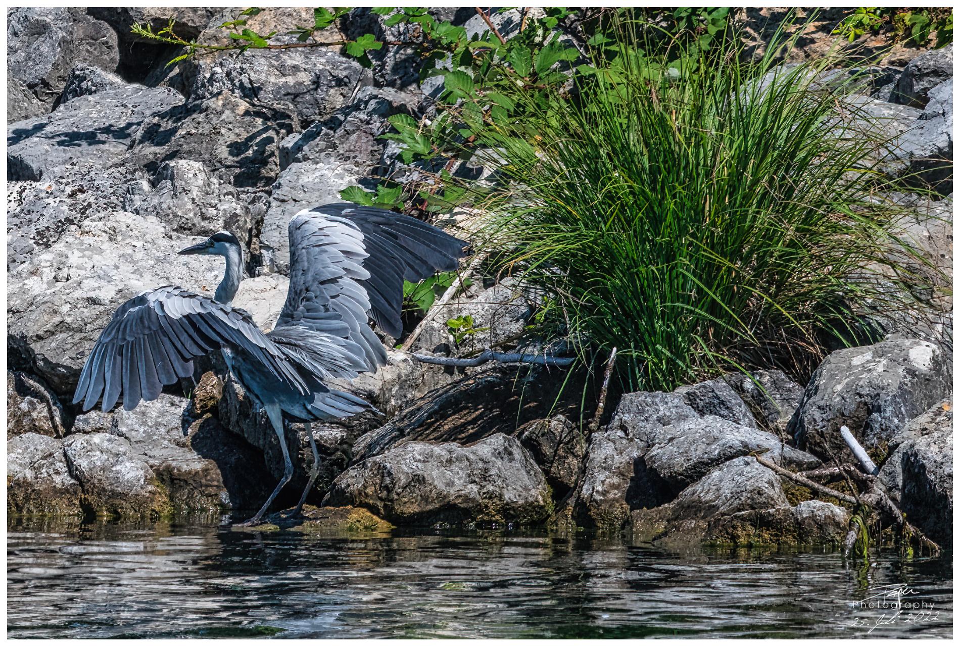 25.07.2022 - Fischreiher/Graureiher