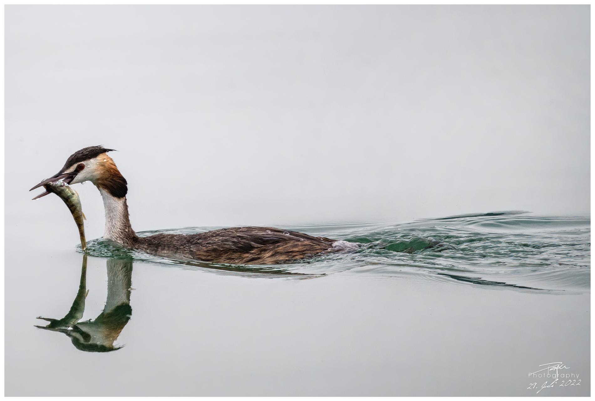 29.07.2022 - Haubentaucher