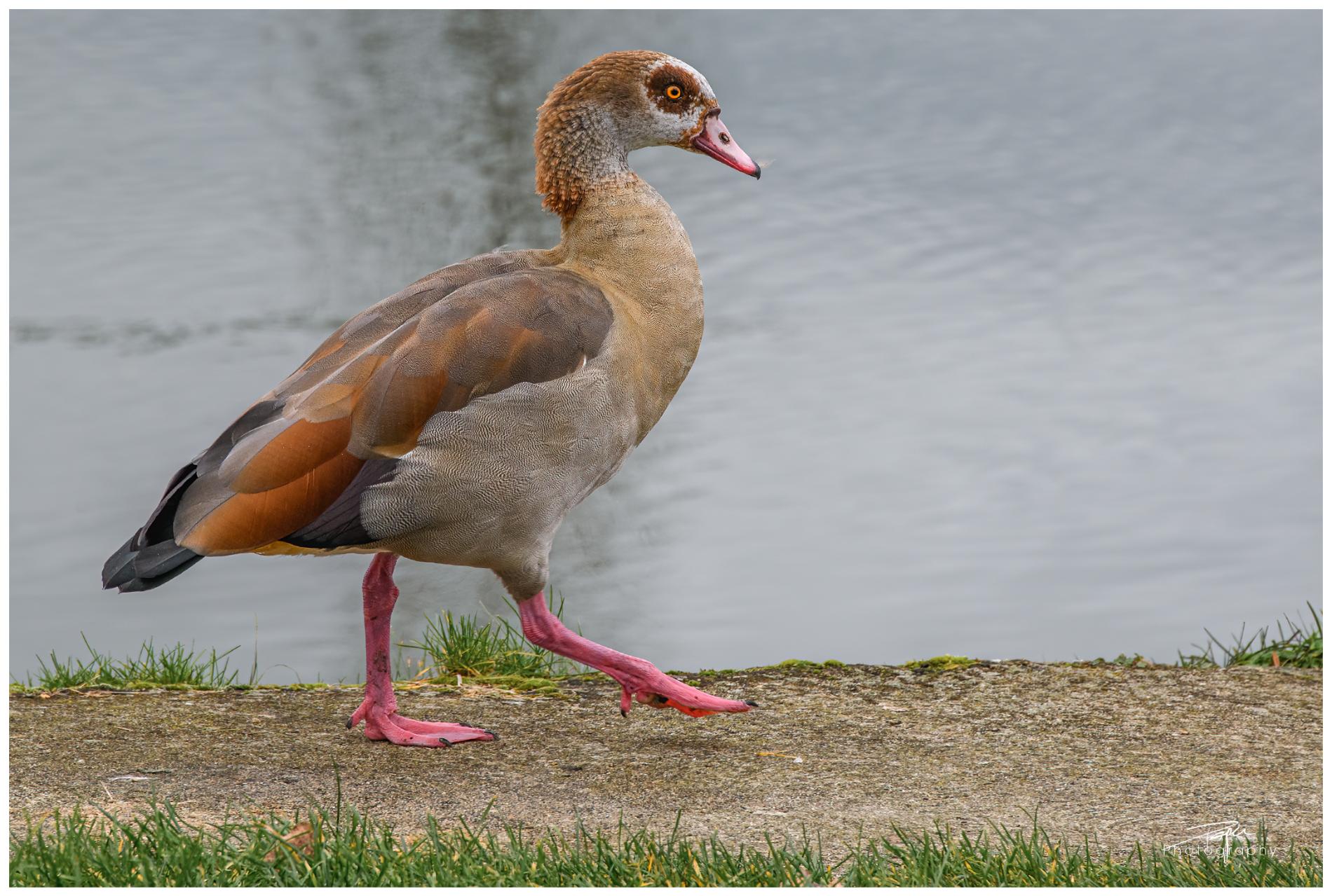 28.11.2022 - Nilgans