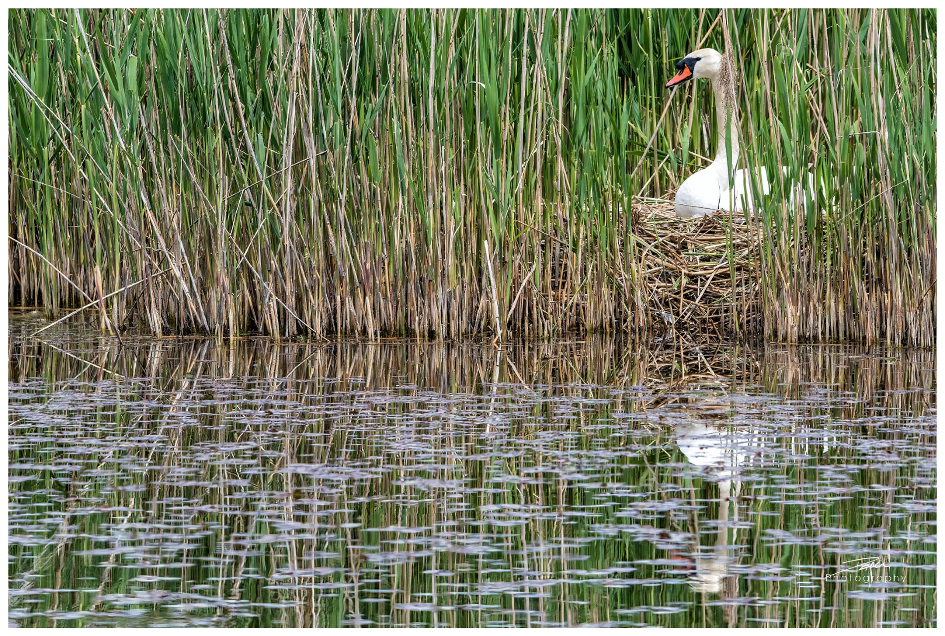 29.04.2022 - Schwäne