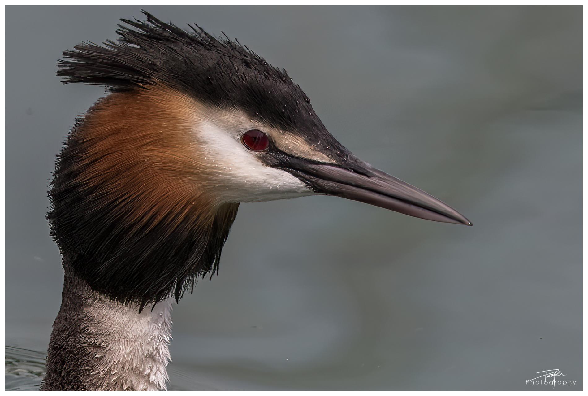 29.04.2022 - "Portraits"