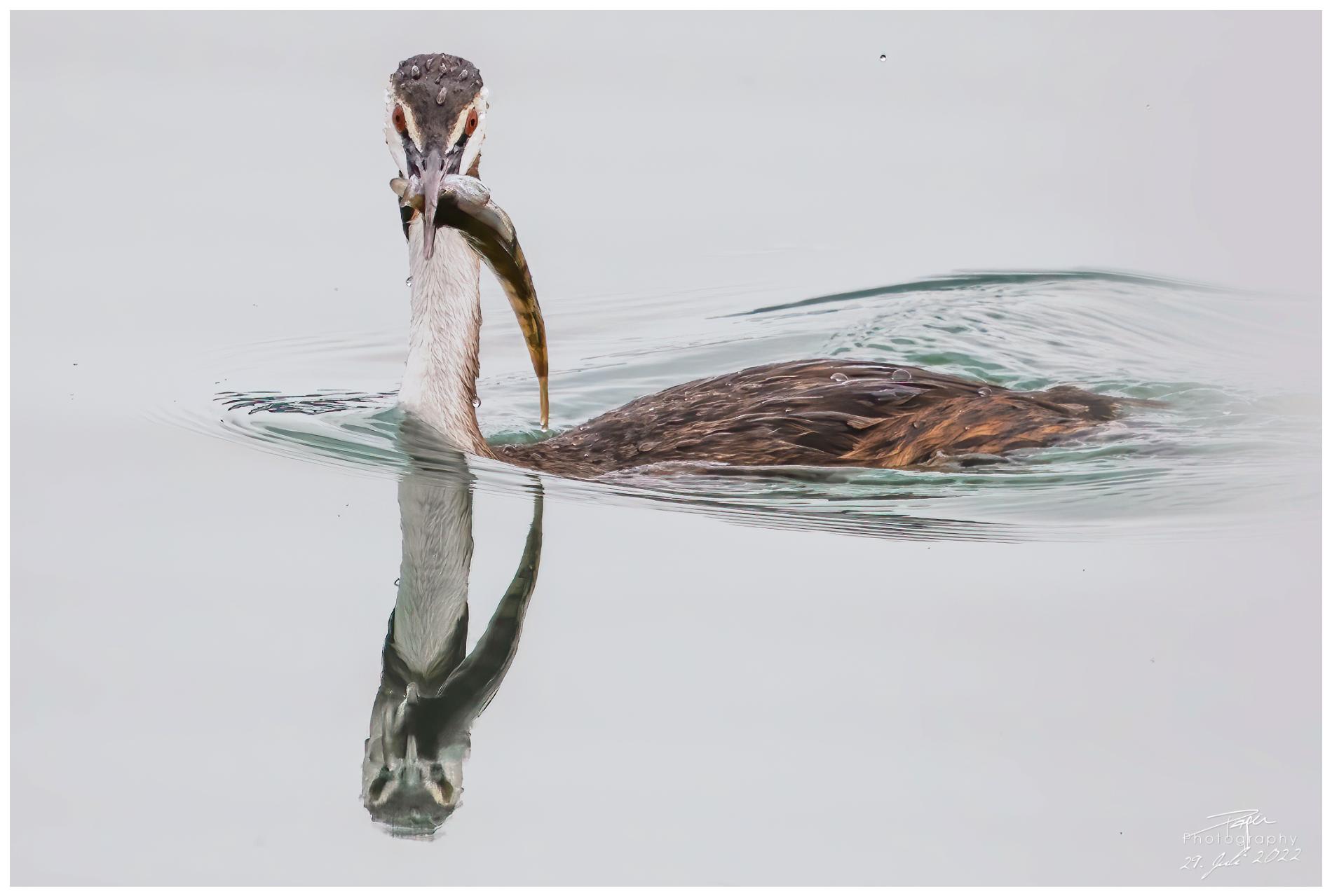 29.07.2022 - Haubentaucher