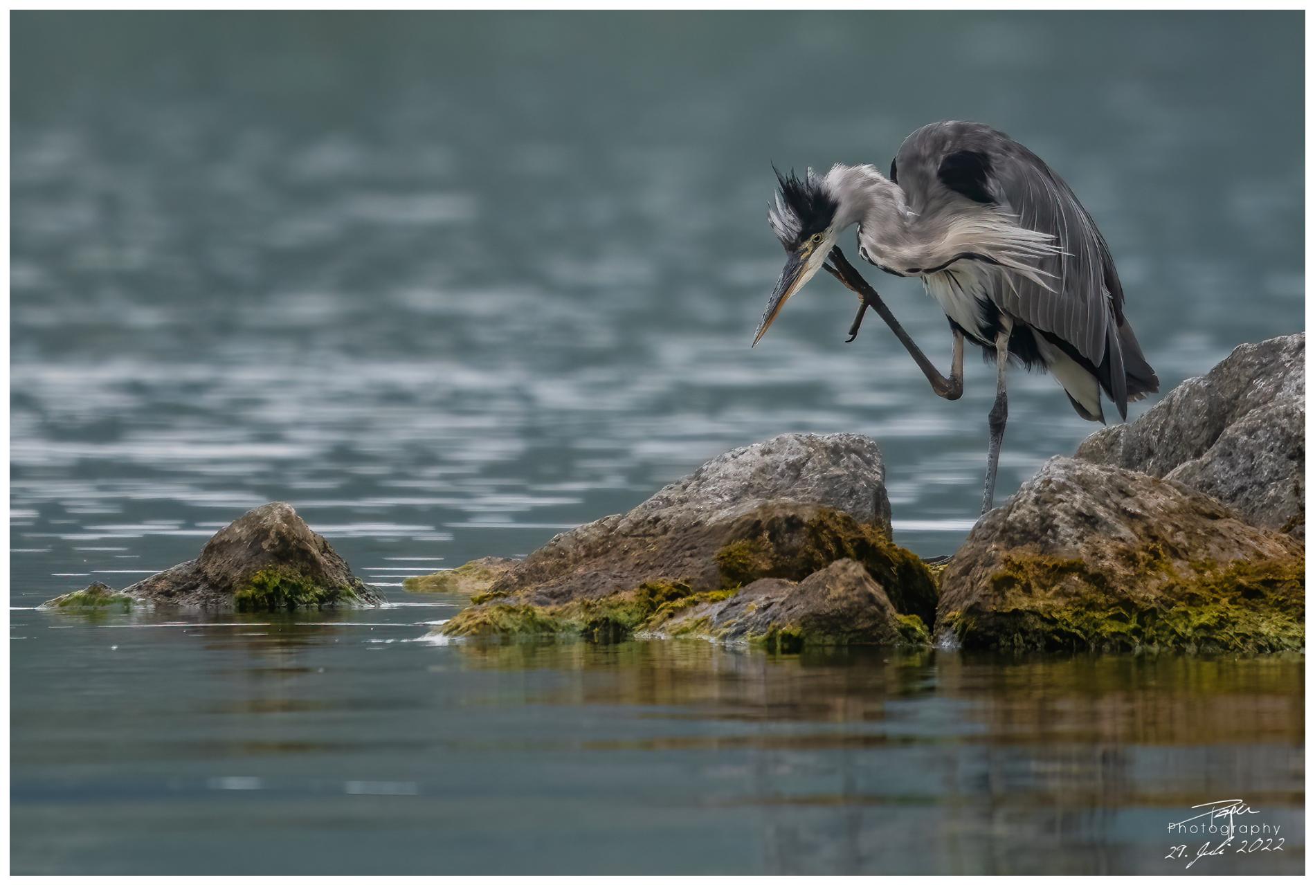 29.07.2022 - Fischreiher/Graureiher