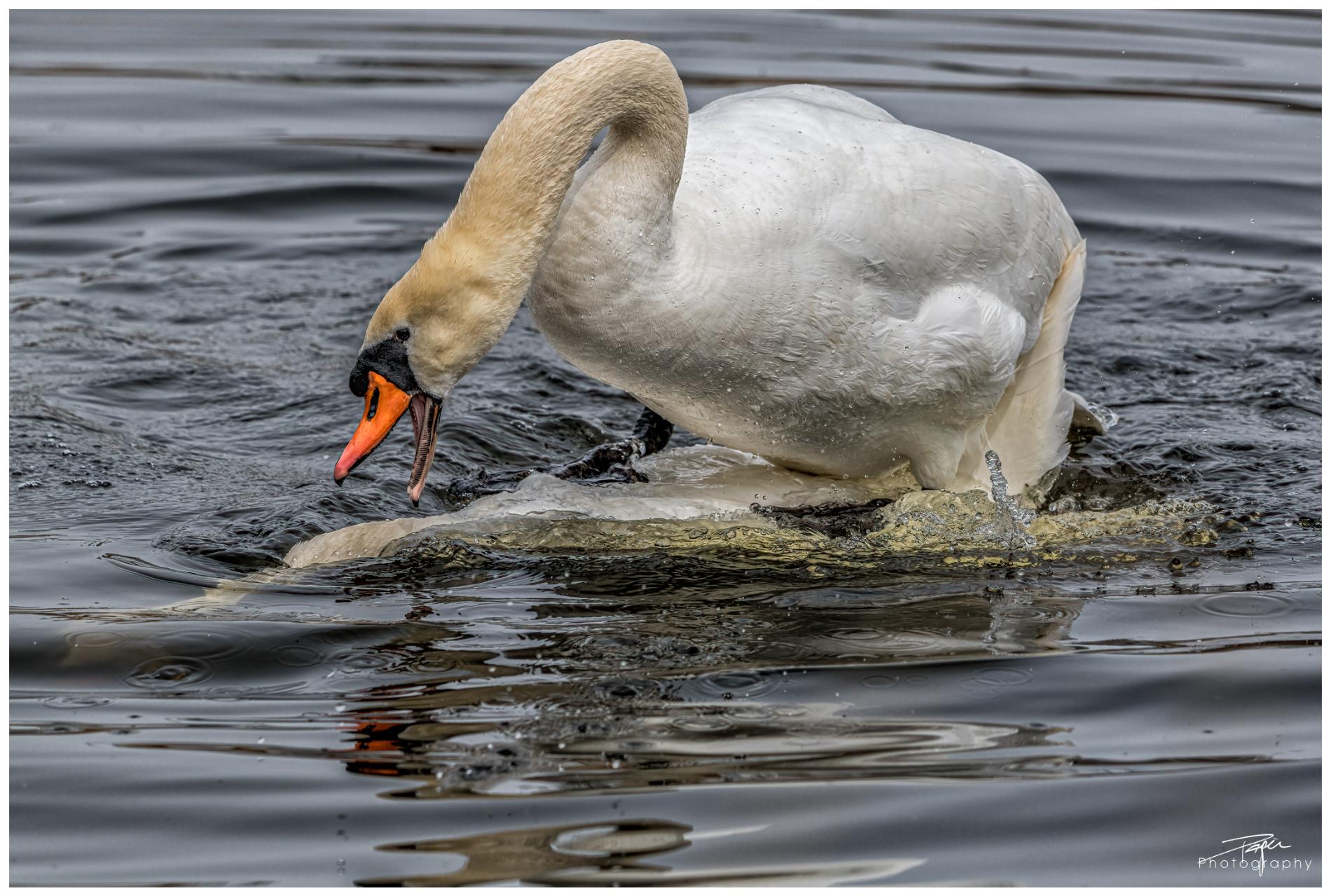 29.03.2022 - Schwäne