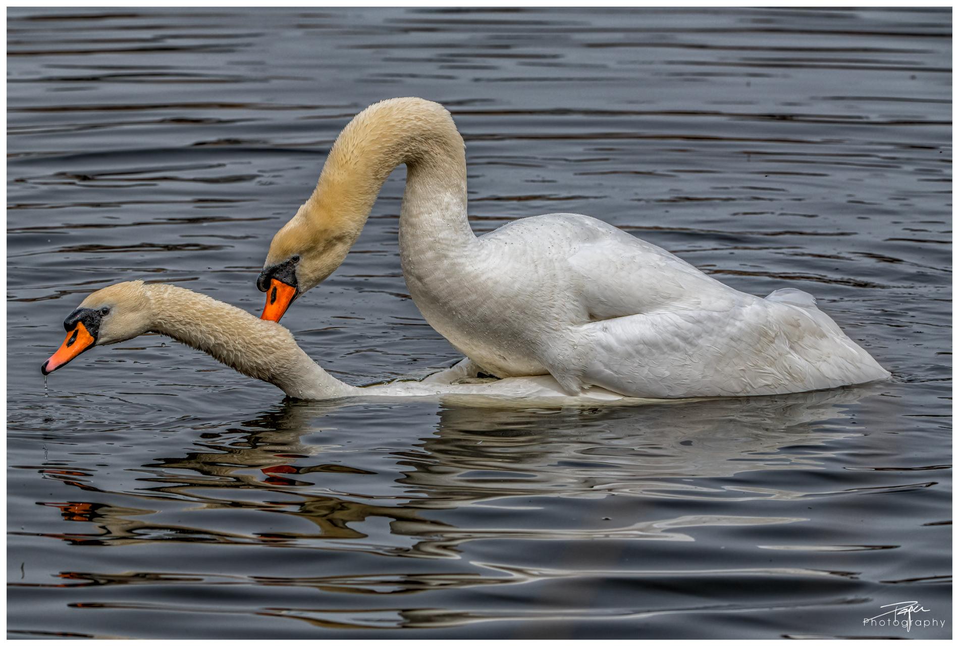 29.03.2022 - Schwäne