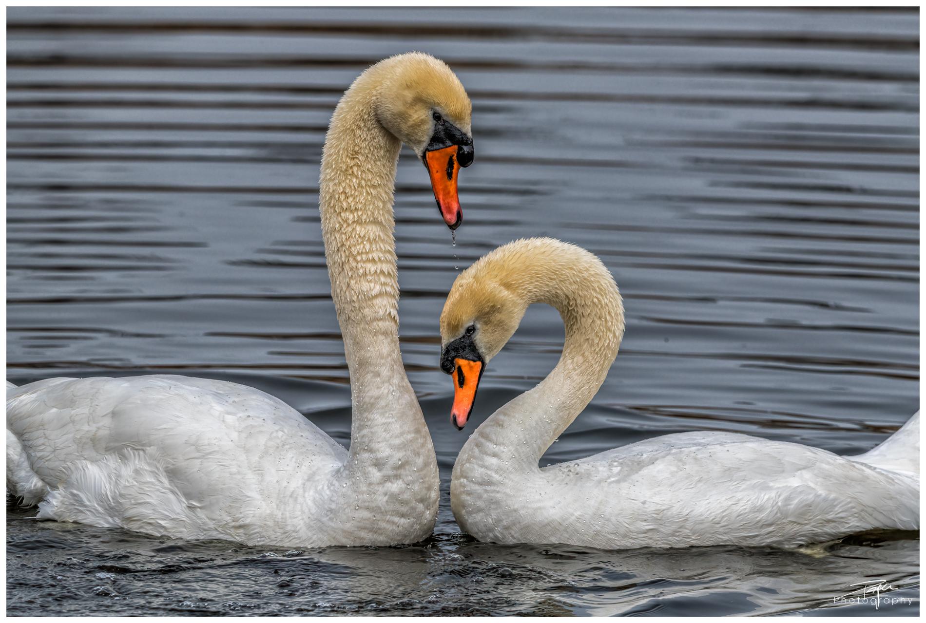 29.03.2022 - Schwäne