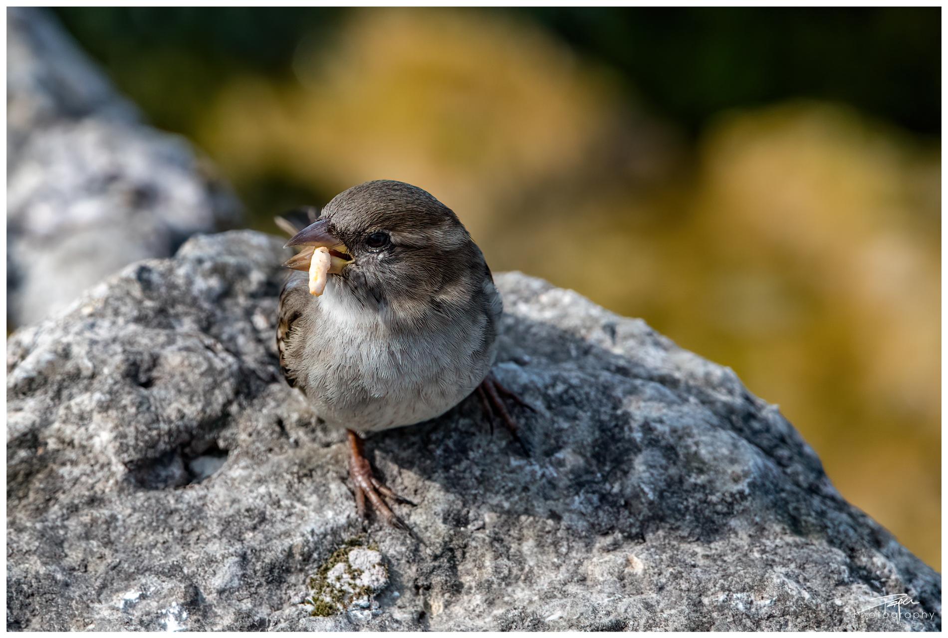21.03.2022 - Haussperling