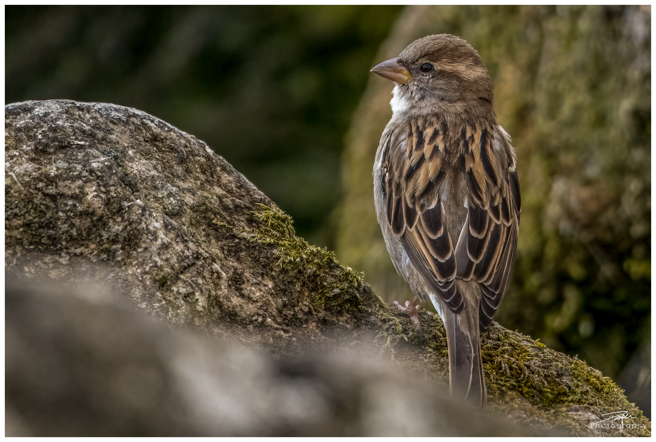 15.03.2022 - Haussperling