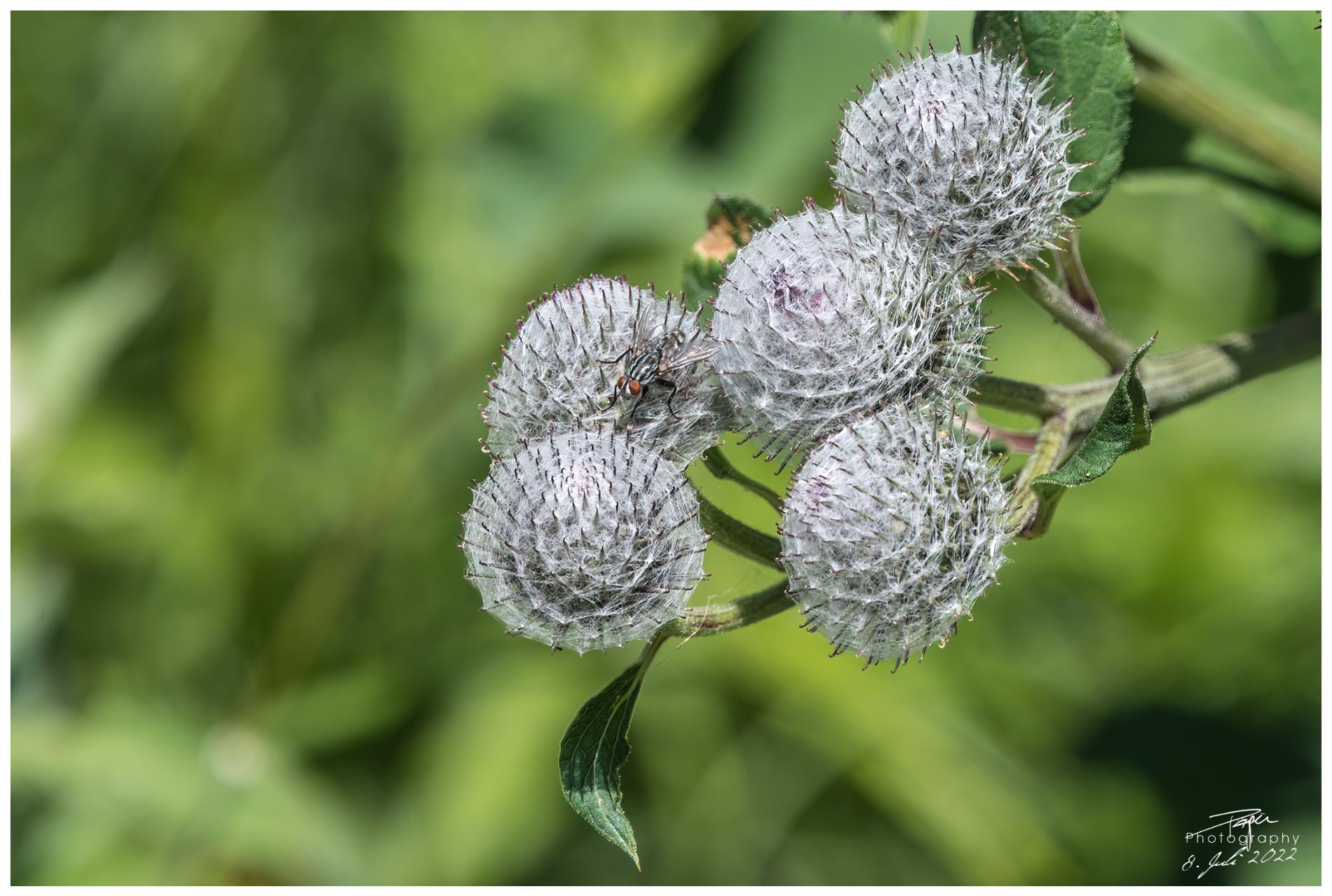  08.07.2022 - Plan-Francey