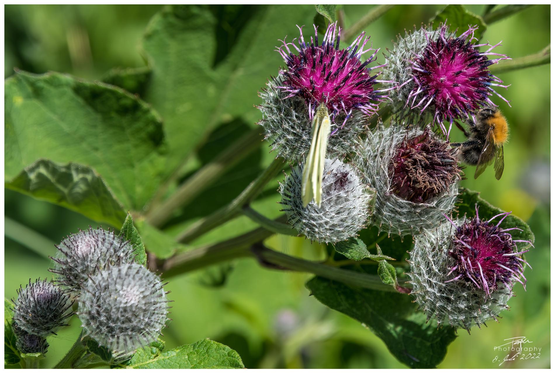  08.07.2022 - Plan-Francey