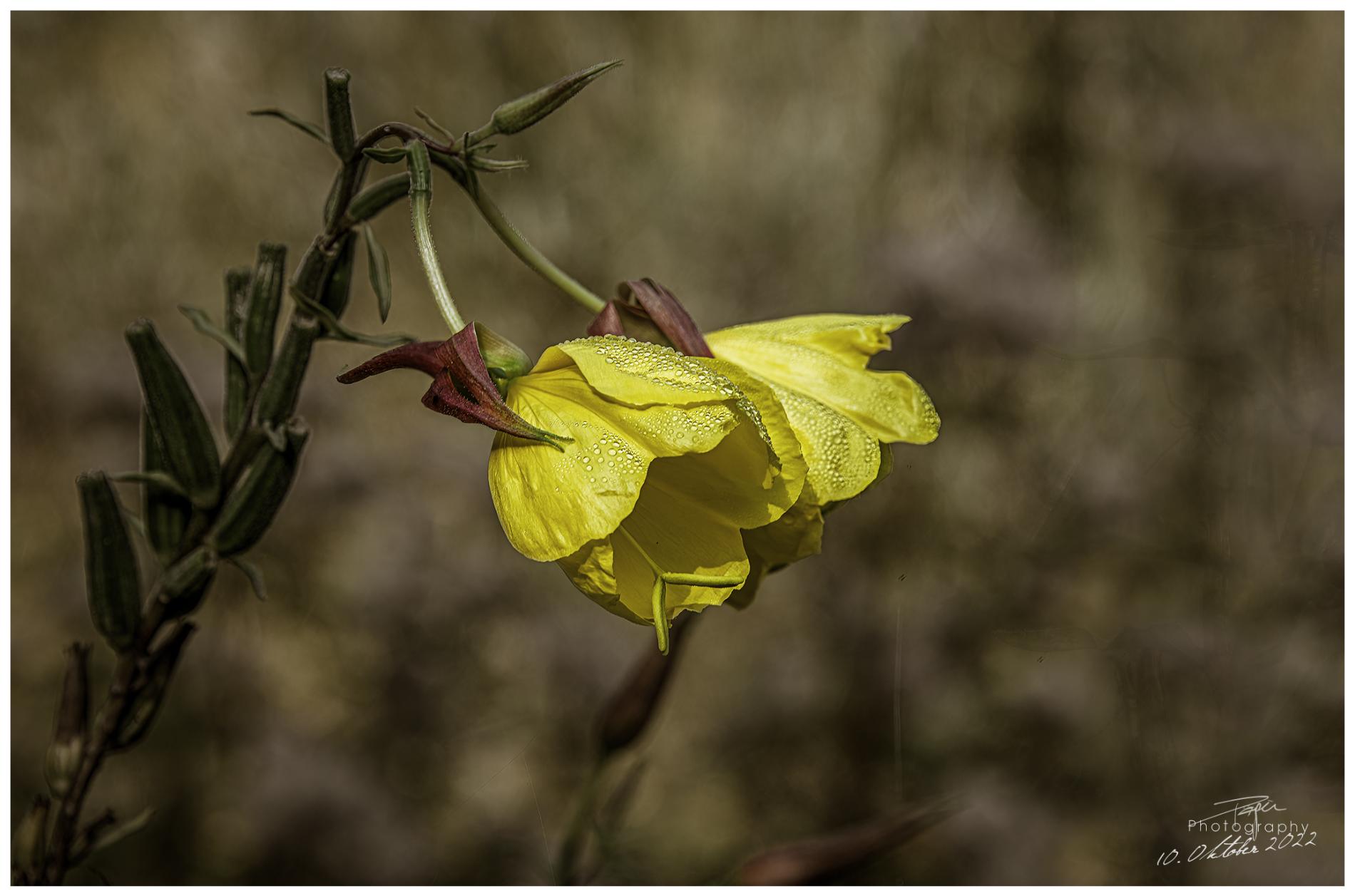  10.10.2022 - Im Herbst