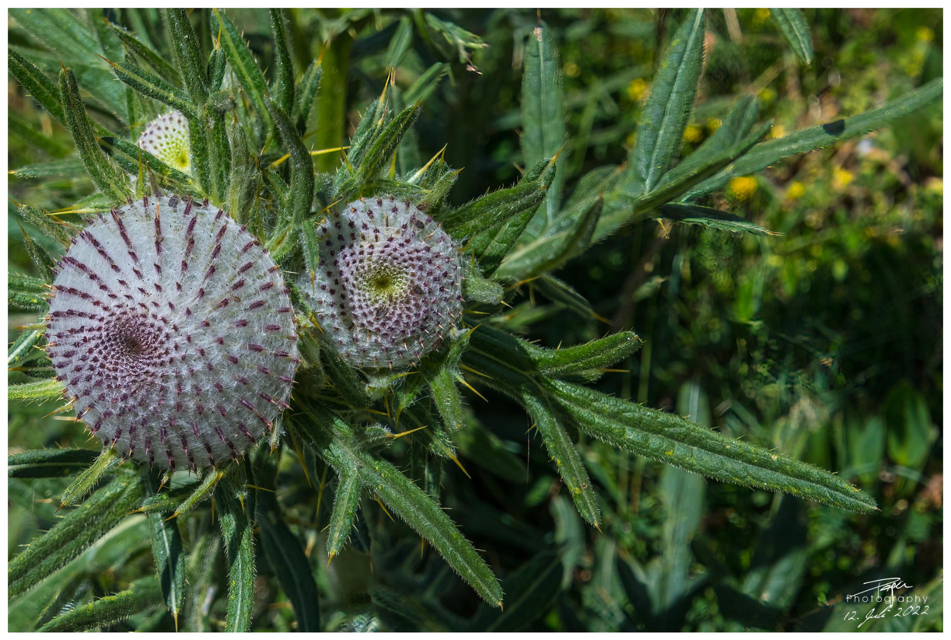  12.07.2022 - Wolldistel