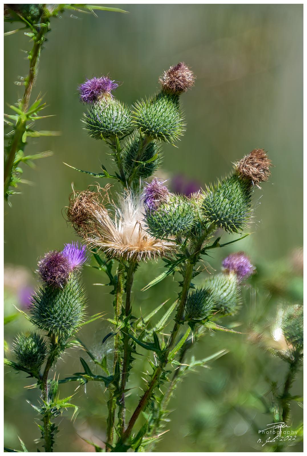  13.07.2022 - Kratzdistel