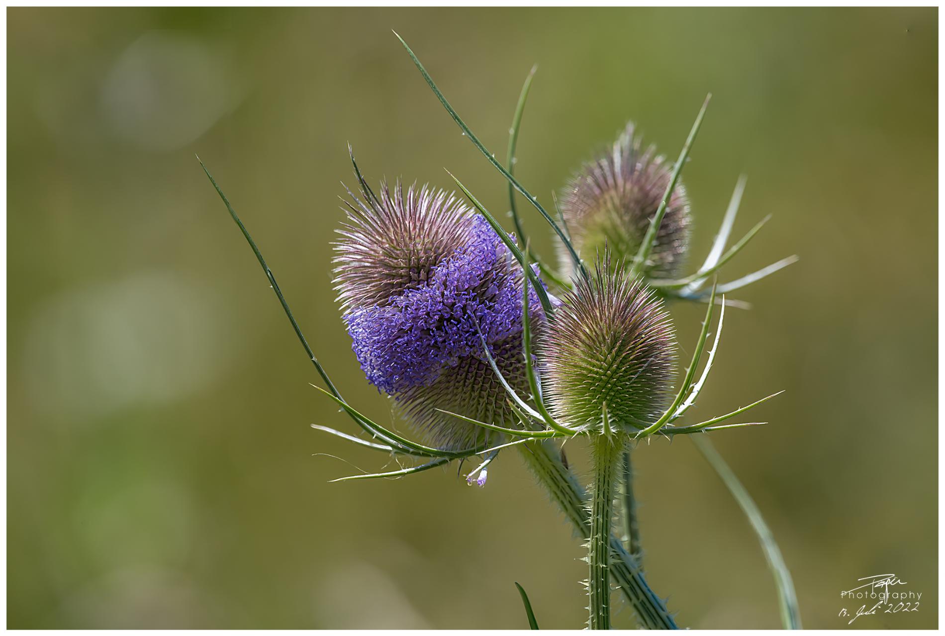  13.07.2022 - Wilde Karde