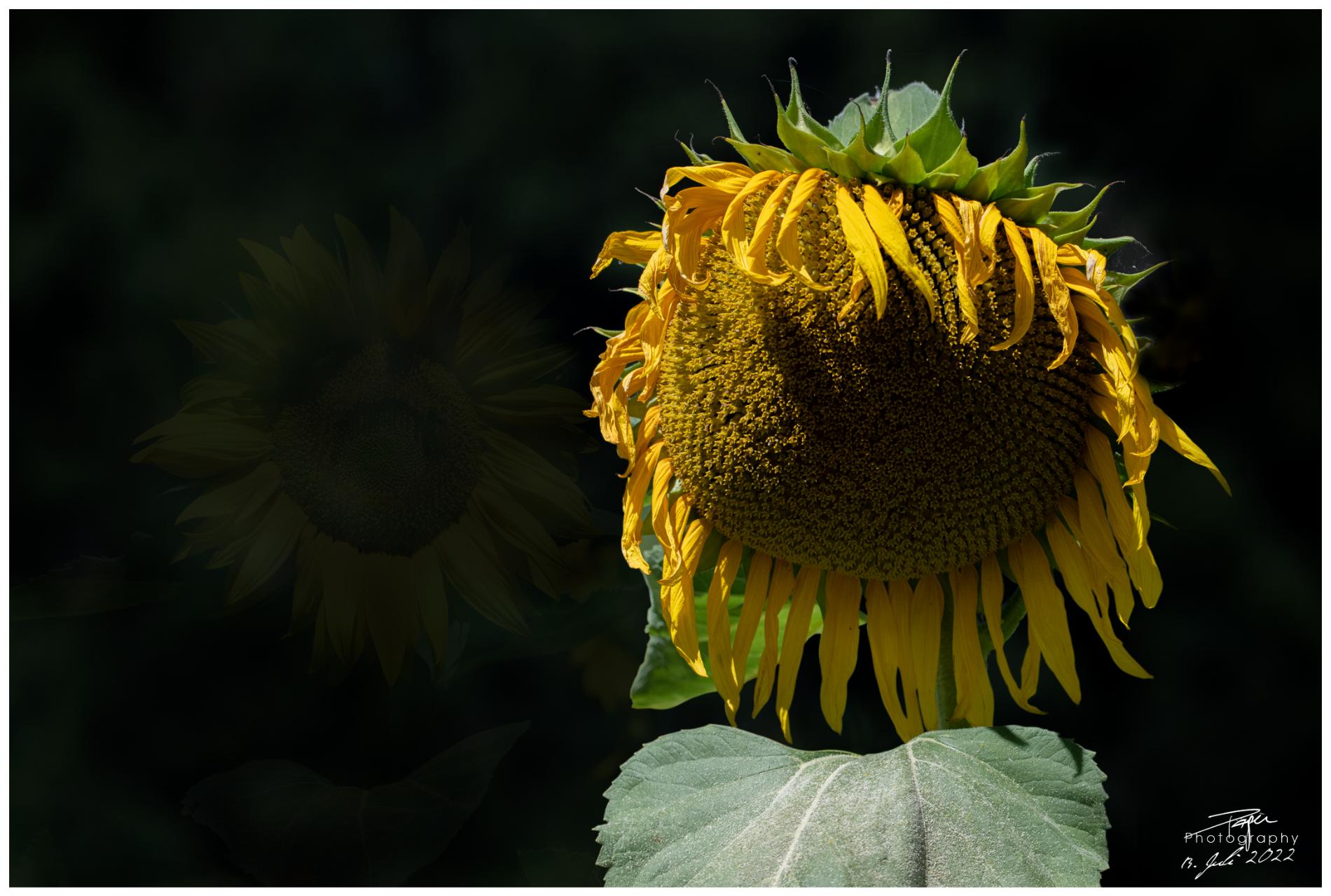  13.07.2022 - Sonnenblume