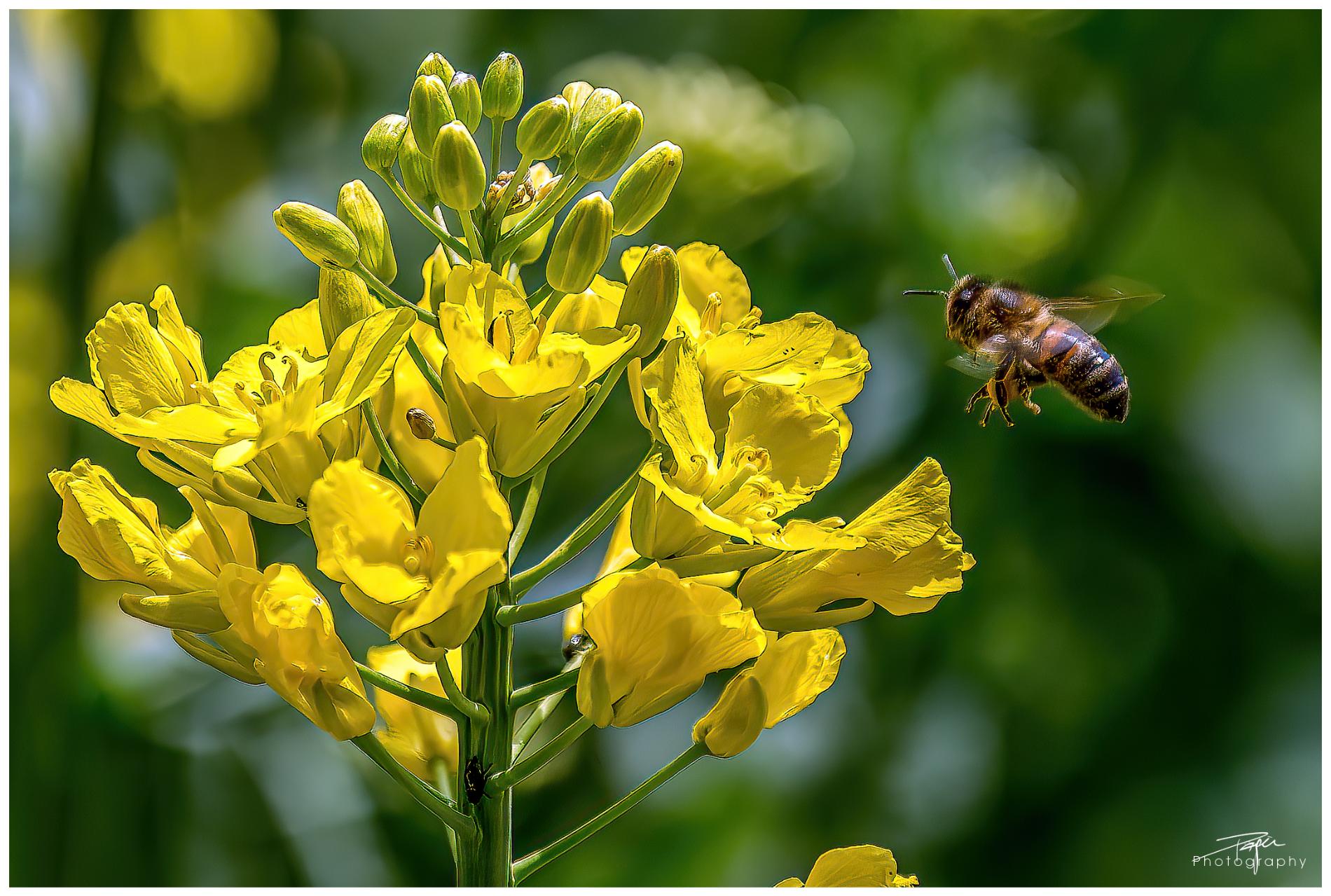  15.04.2022 - Rapsfeld