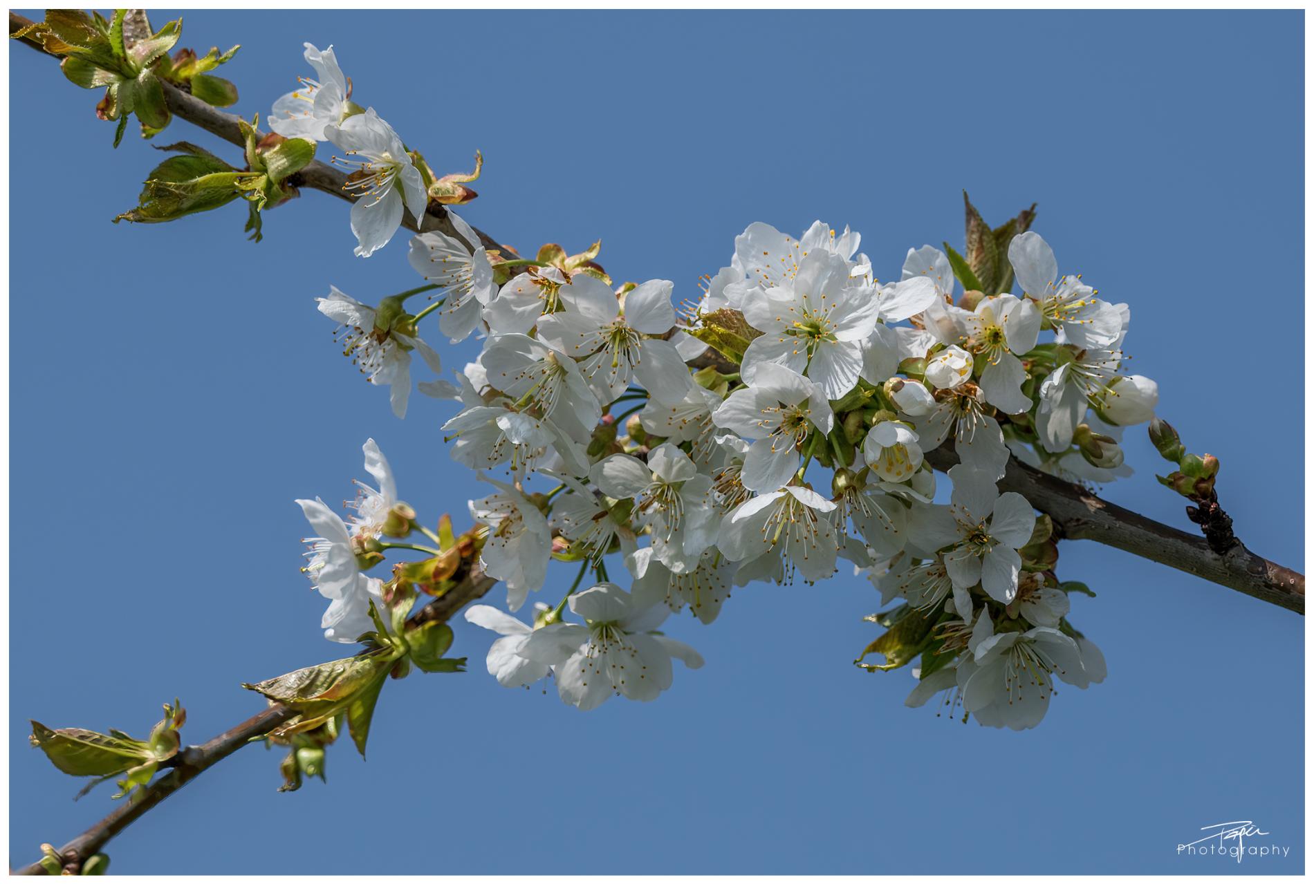  15.04.2022 - Frühling