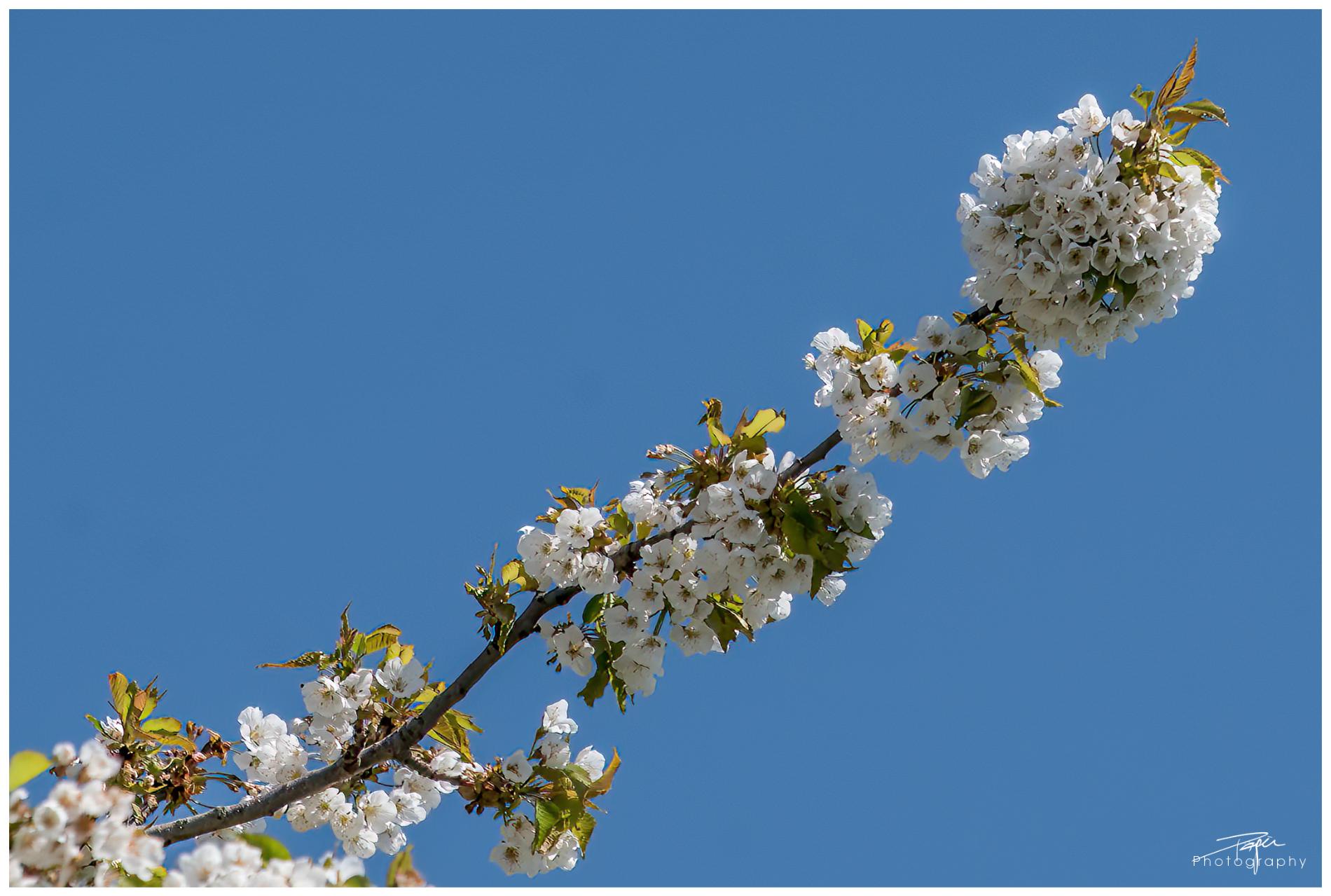  16.04.2022 - Frühling