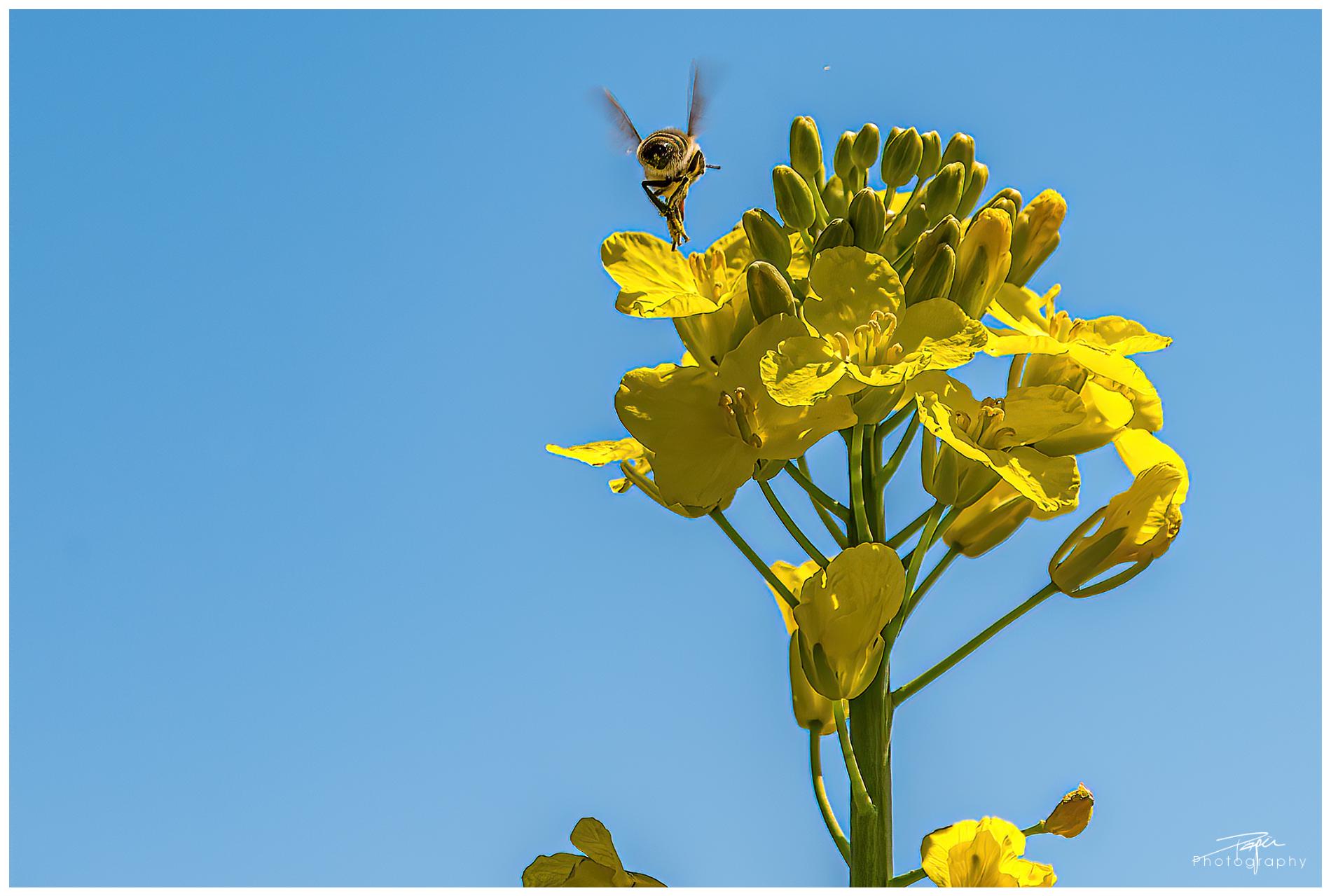  17.04.2022 - Rapsfeld