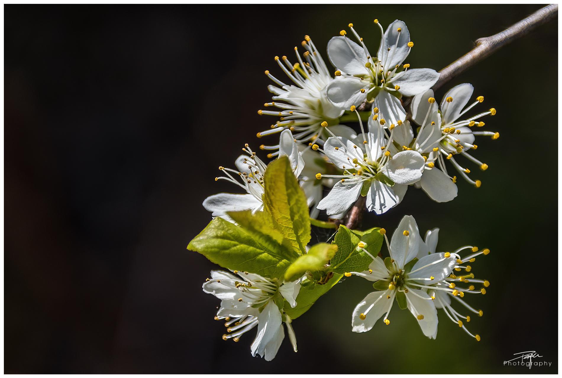  17.04.2022 - Frühling