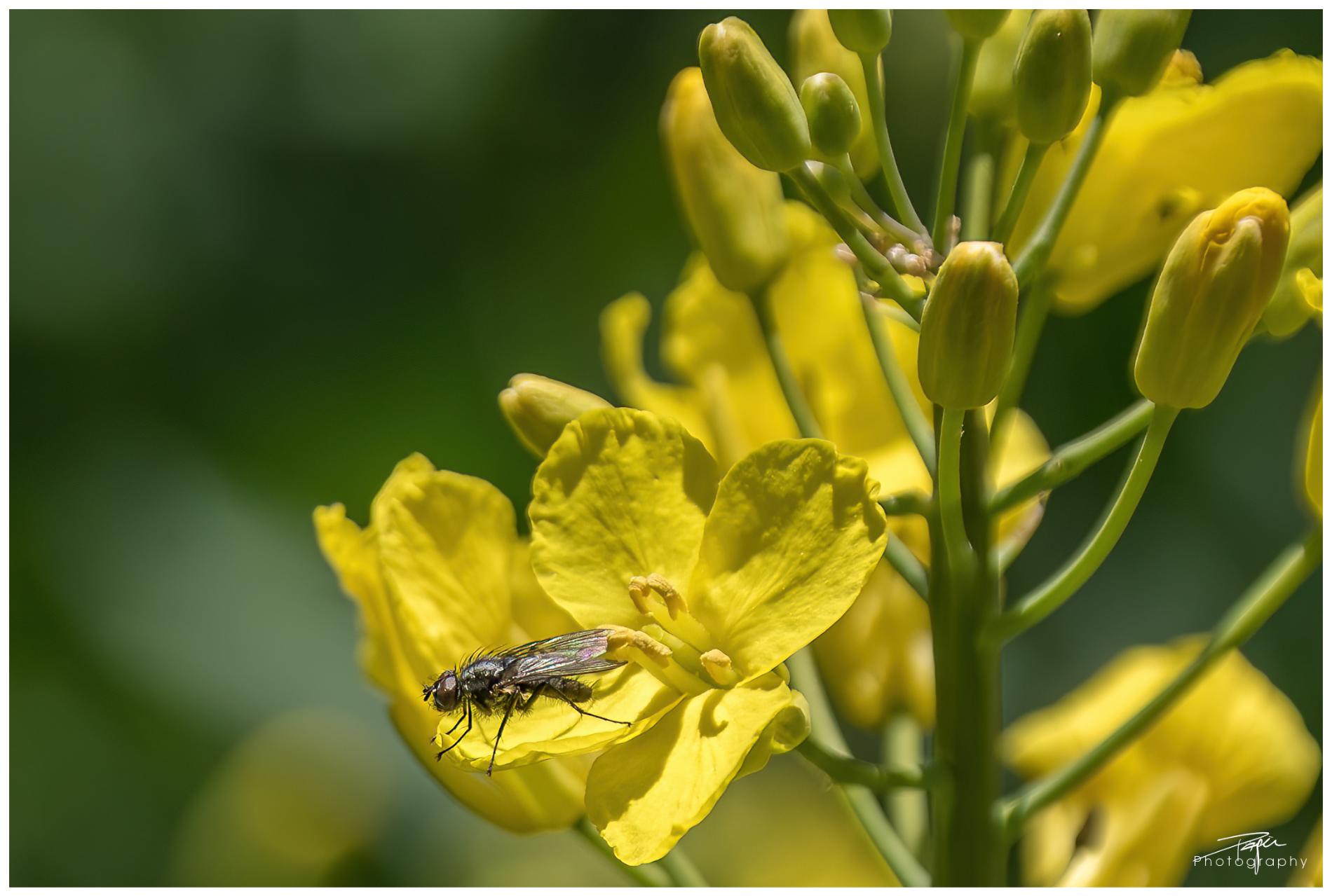  17.04.2022 - Rapsfeld