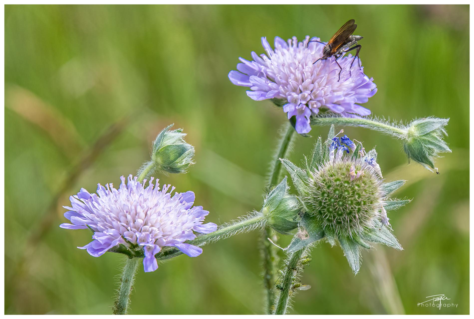  23.05.2022 - Frühling