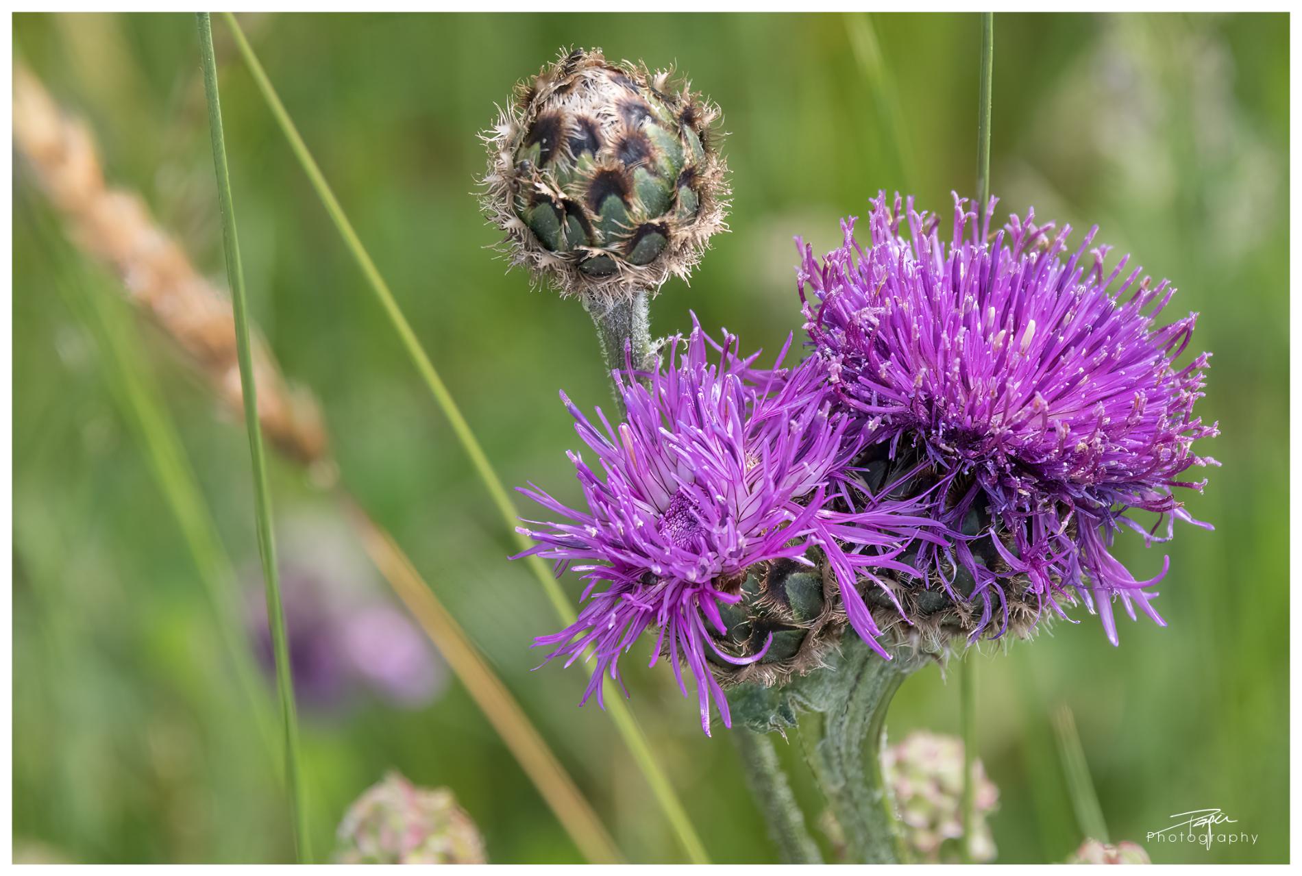  23.05.2022 - Frühling