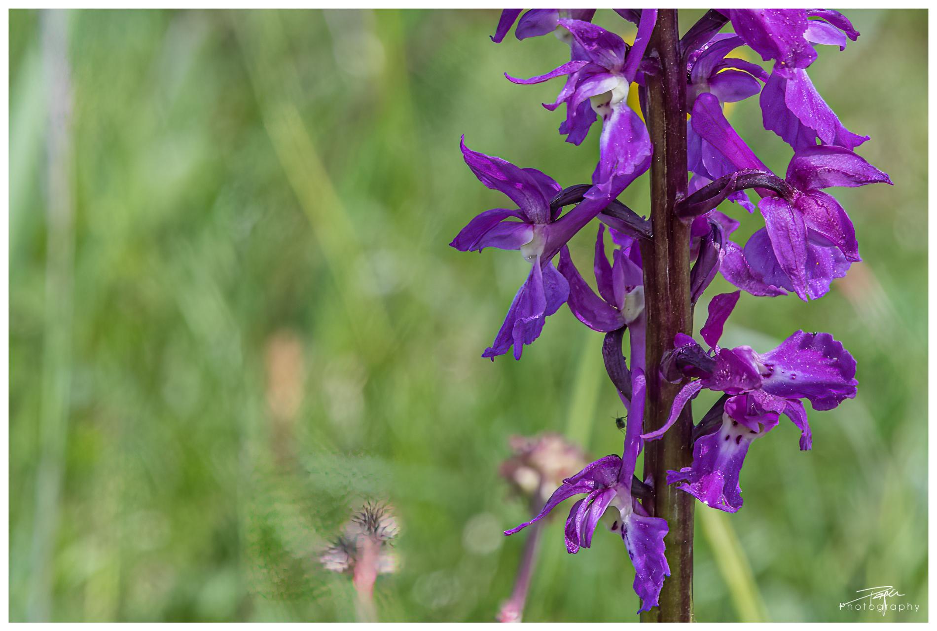  19.05.2022 - Frühling