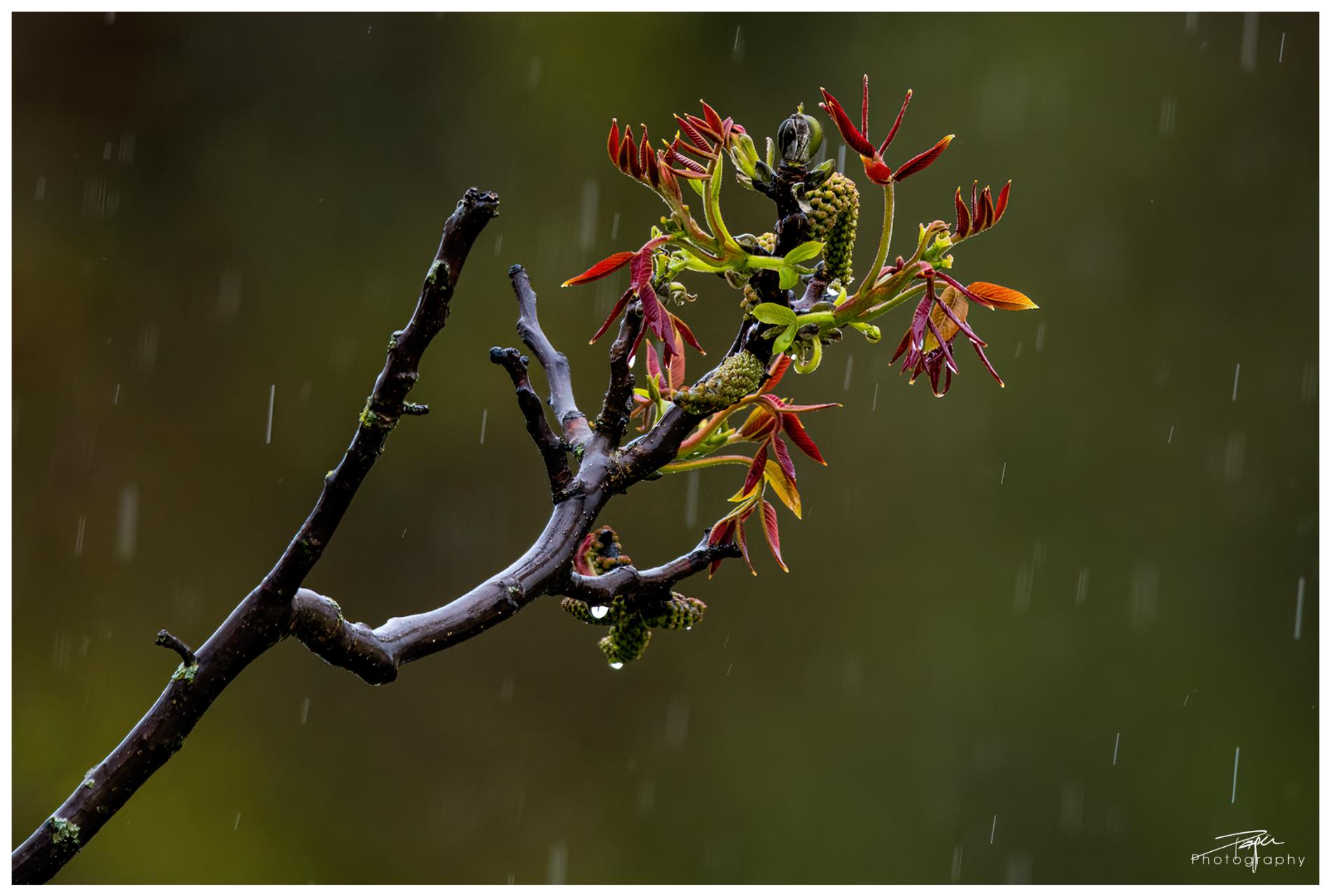  25.04.2022 - Frühling
