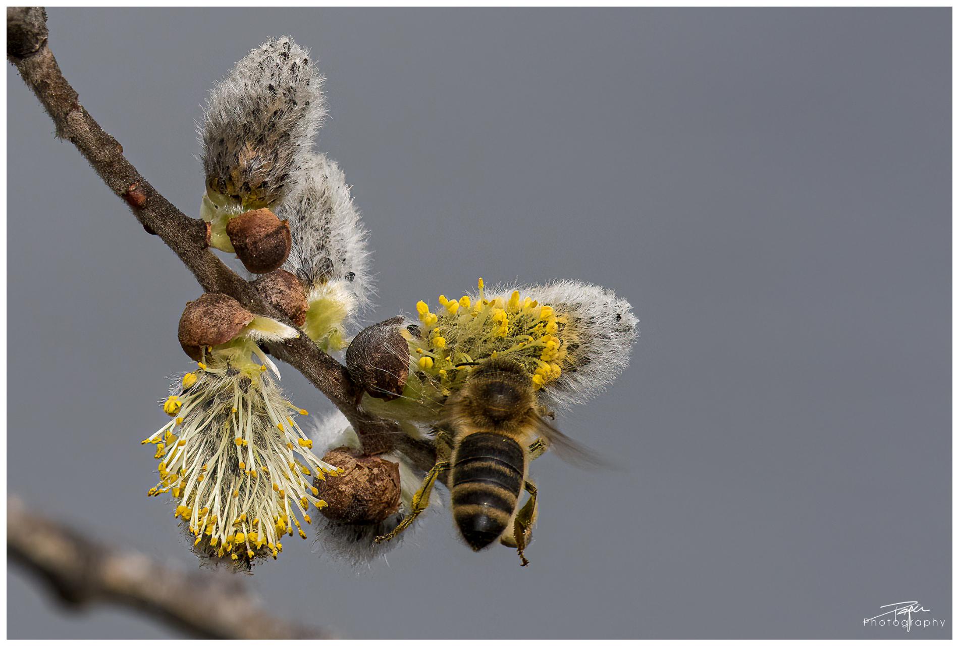  29.03.2022 - Weidekätzchen (Sal-Weide)