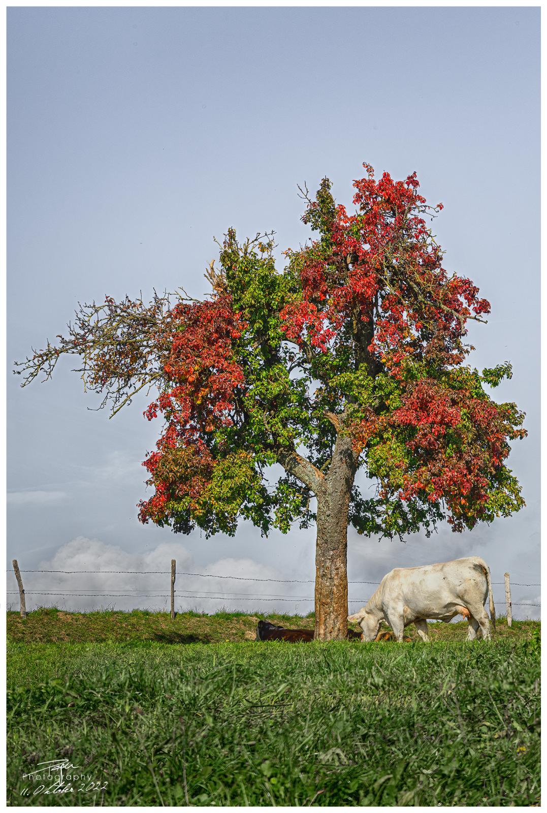 10.10.2022 - Herbststimmung